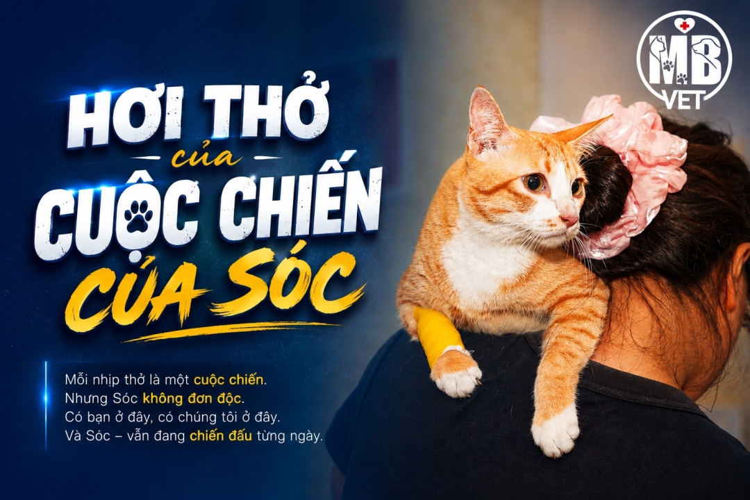 Thumbnail của NHẬT KÝ MB VET Sóc Và Hành Trình Vượt Qua Cơn Sốt Cao, Khó Thở Ở Mèo Tại Huế