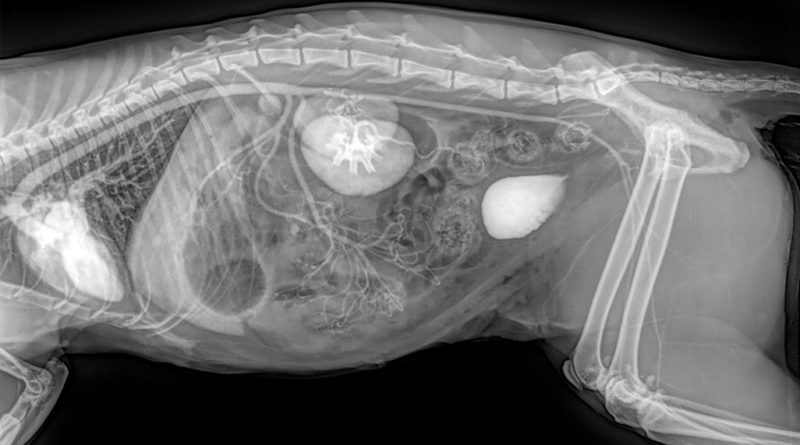 Thumbnail của Chụp X-quang tại MB VET Huế – Công nghệ hiện đại nhất miền Trung dành cho thú cưng