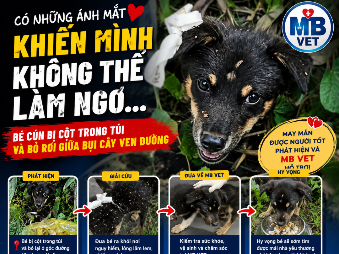 Thumbnail của Bé cún bị cột trong bao bỏ lại ven đường ở Kim Long, Huế được đưa về MB VET chăm sóc