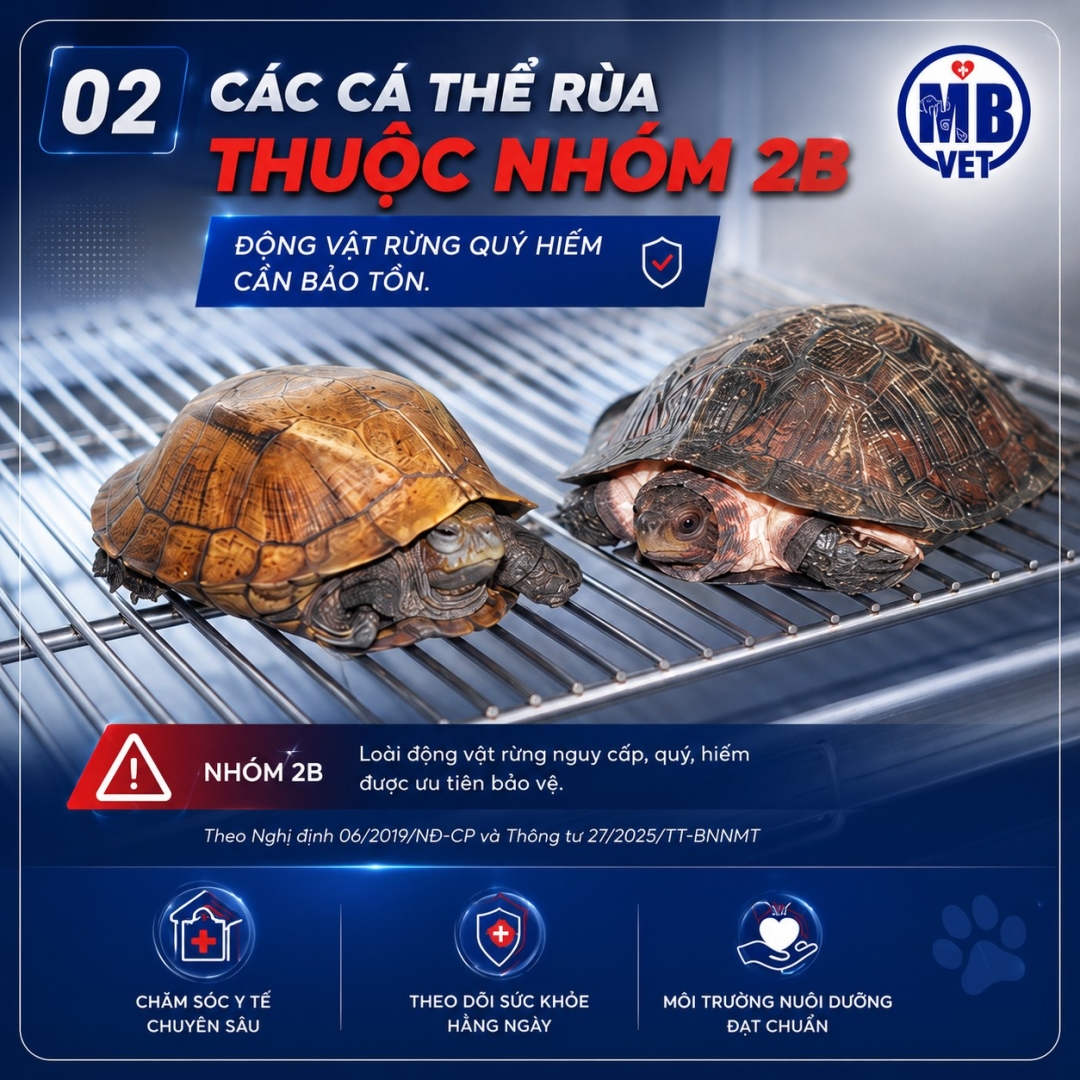 Thumbnail của TRÁCH NHIỆM CỘNG ĐỒNG MB VET Bàn Giao Rùa Quý Hiếm Cho Kiểm Lâm Thành Phố Huế