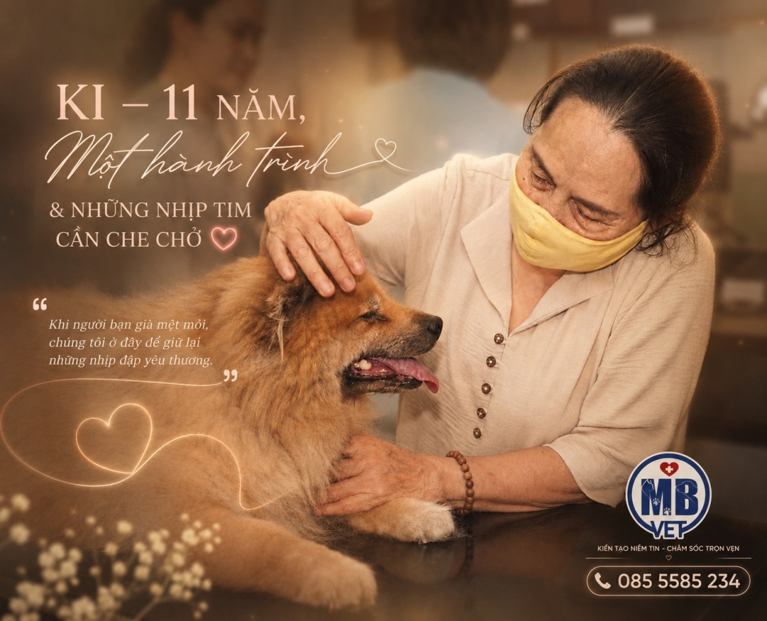 Thumbnail của Ki 11 Năm Tuổi Và Hành Trình Điều Trị Bệnh Tim, Suy Gan Ở Chó Già Tại MB VET