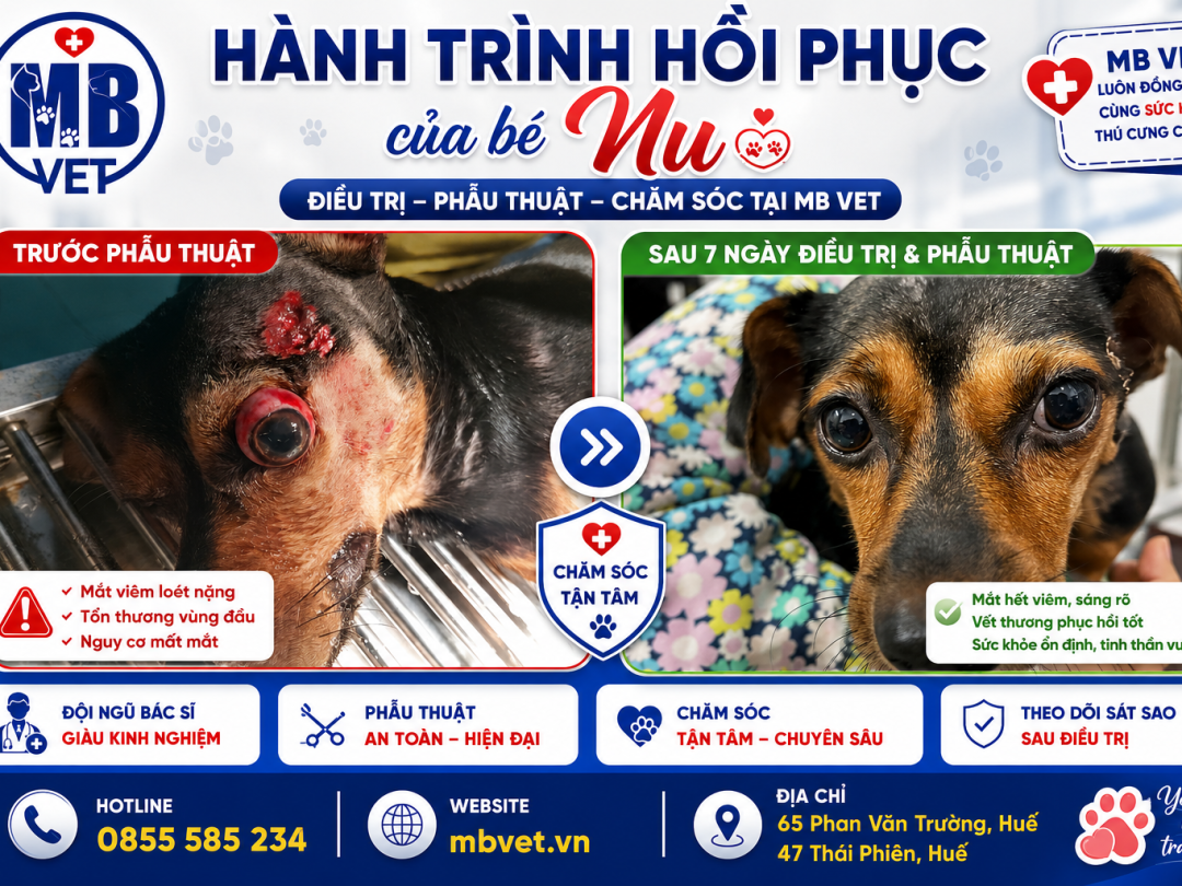 Thumbnail của Hành Trình Hồi Phục Của Bé Nu Sau Phẫu Thuật Mắt Tại MB VET Huế