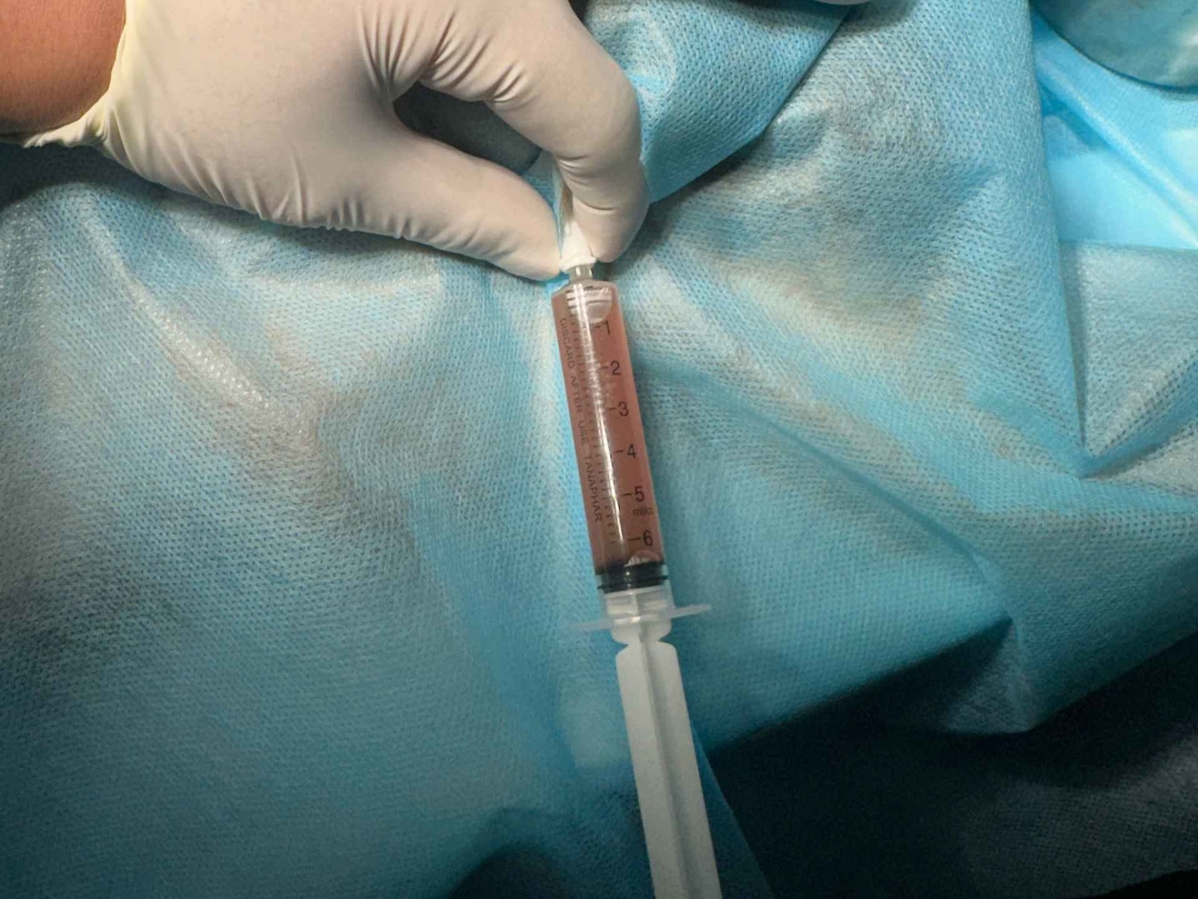 Thumbnail của Phẫu thuật niệu đạo ít xâm lấn cho mèo đực – giải pháp an toàn điều trị tắc tiểu tại MB VET Huế