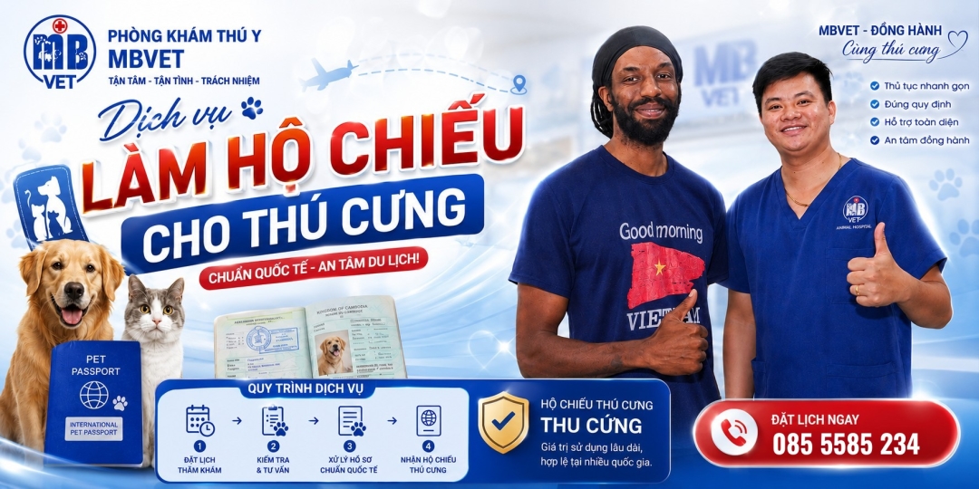 Thumbnail của Dịch Vụ Làm Hồ Sơ Đưa Thú Cưng Sang Mỹ Tại Huế – Quy Trình Chuẩn Quốc Tế Từ MB VET
