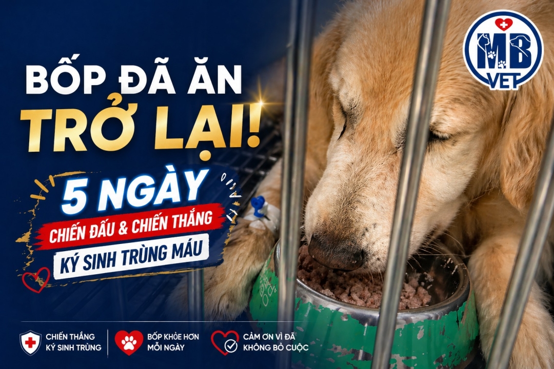 Thumbnail của Chó bị ký sinh trùng máu: Ca bệnh Golden Bốp hồi phục sau 5 ngày điều trị tại MB VET