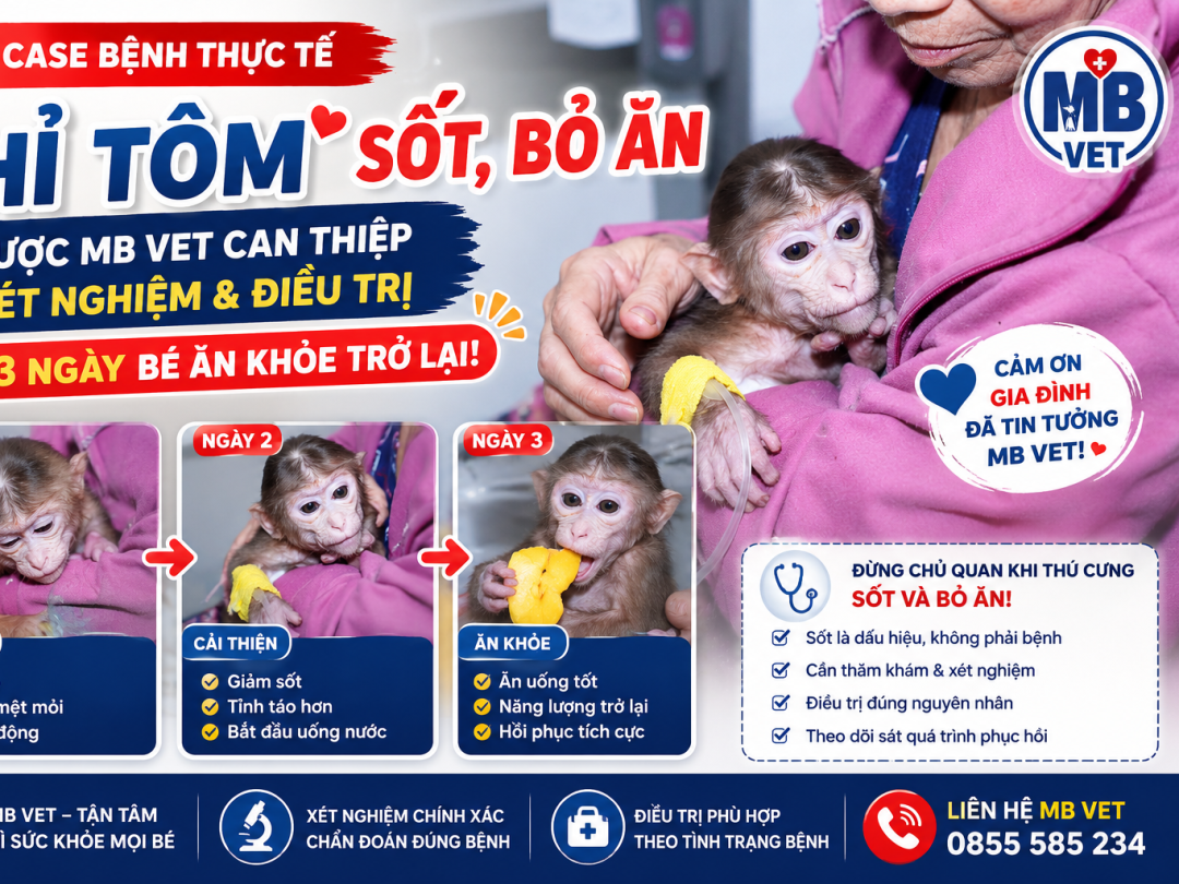 Thumbnail của Khỉ Tôm sốt, bỏ ăn: Sau 3 ngày xét nghiệm và điều trị tại MB VET, bé đã ăn khỏe trở lại