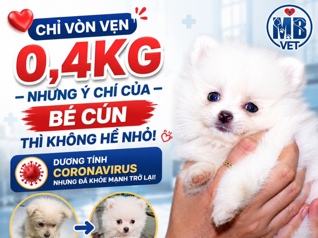Thumbnail của Chỉ vỏn vẹn 0,4 kg – Bé Cún chiến thắng Corona sau những ngày điều trị