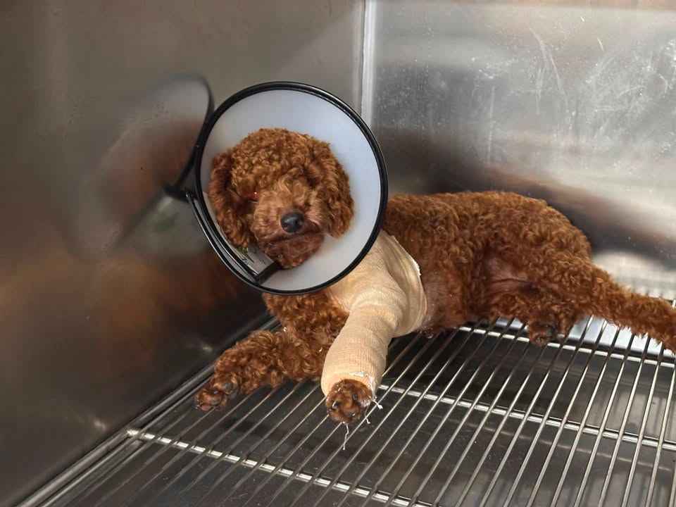 Thumbnail của BÉ NÂU GÃY CHI TRƯỚC – BÓ BỘT CÓ LÀNH KHÔNG? | CASE BỆNH THỰC TẾ TẠI MB VET