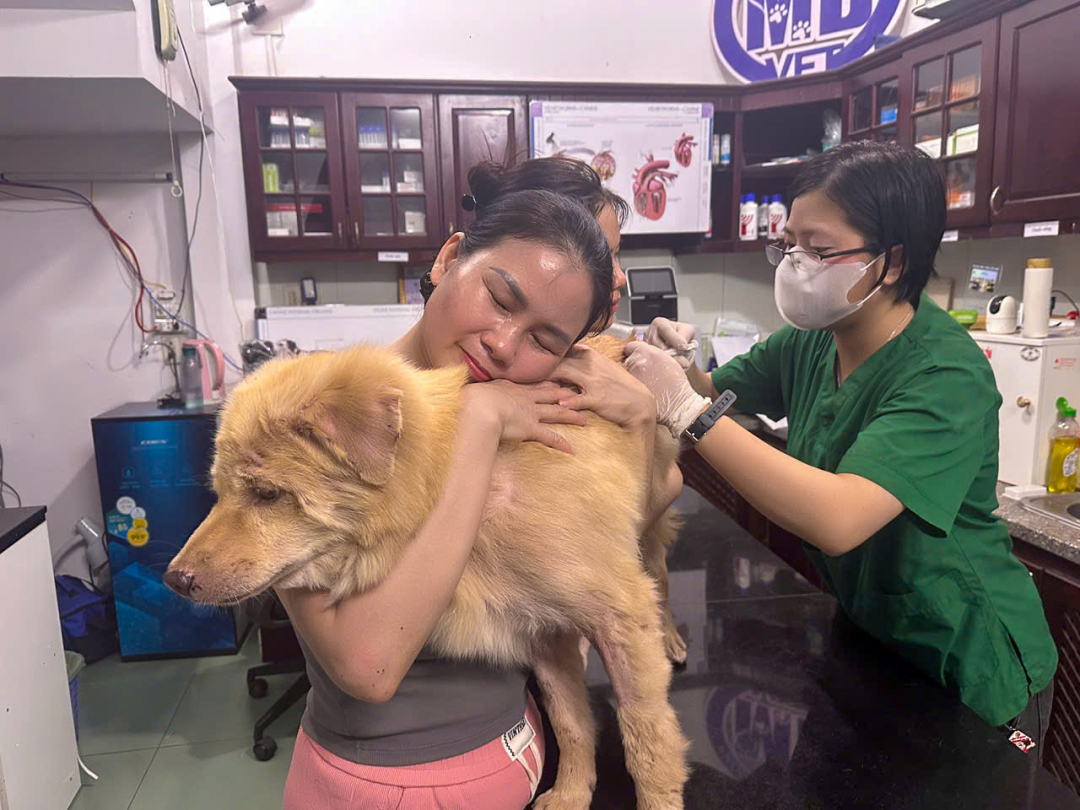 Thumbnail của PHÁT HIỆN CA BỆNH NGUY HIỂM: CHÓ CHẢY MÁU MŨI DO NHIỄM GIUN TIM VÀ KÝ SINH TRÙNG MÁU