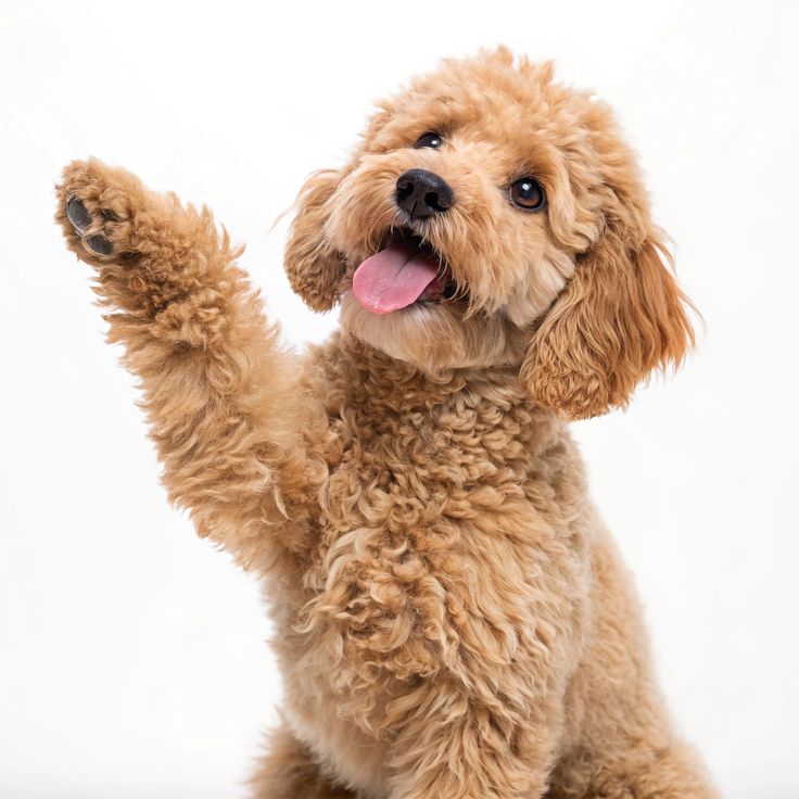 Ảnh thú cưng MBVet Huế