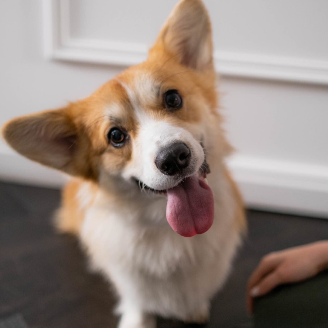 cún nhà tôi đáng yêu cute ko image 0