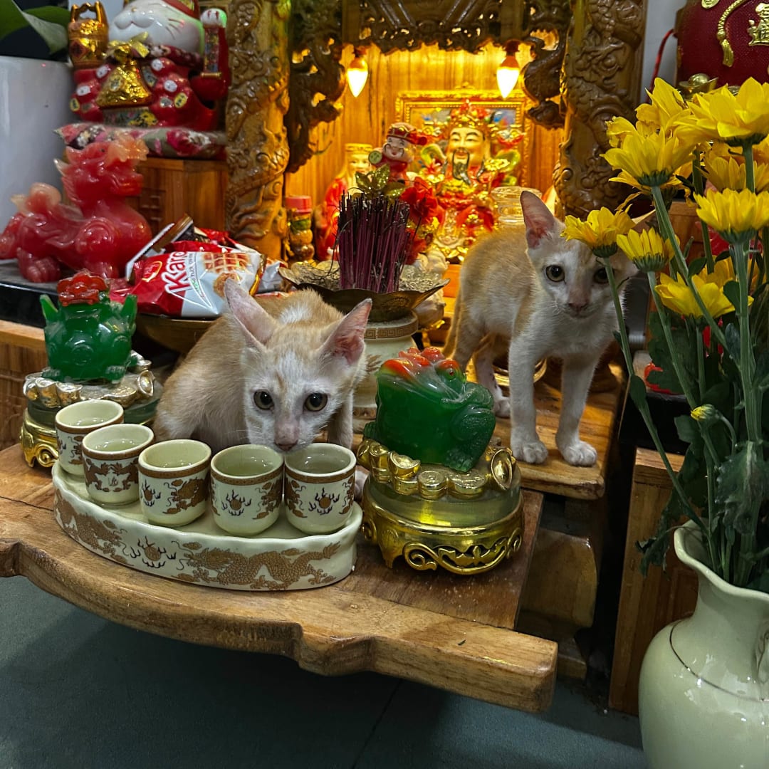 2 bé mèo thần tài image 0