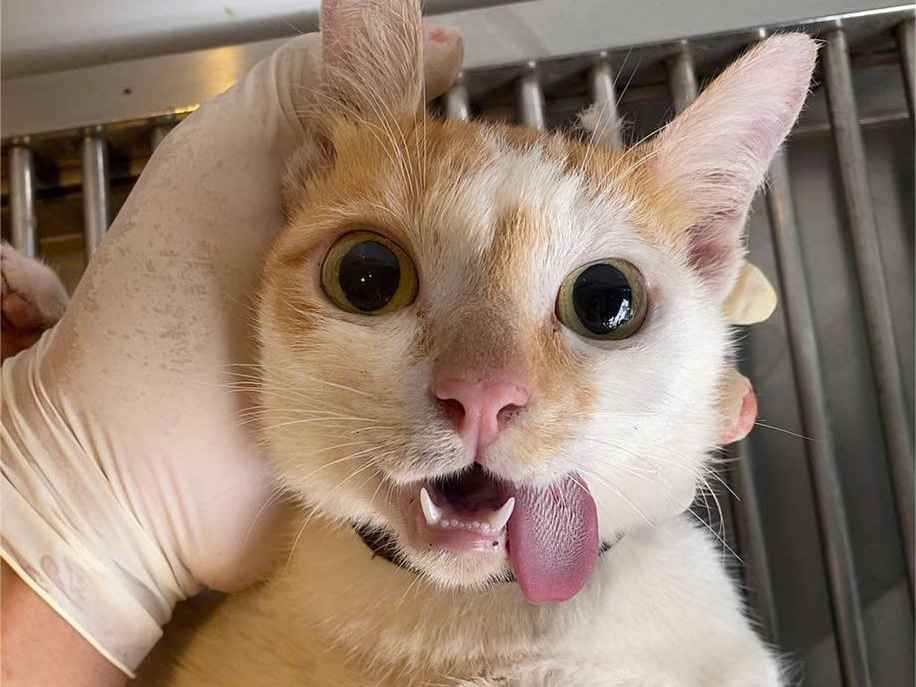Bé mèo siêu đáng yêu image 0