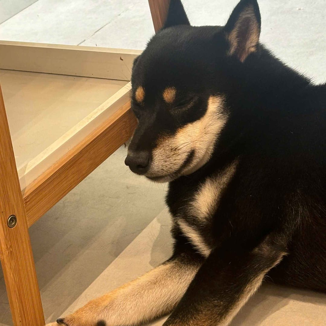 Shiba đáng yêu image 0