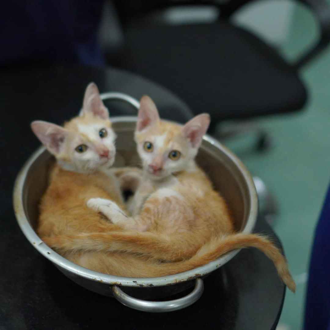 Tặng 2 em mèo siêu đang yêu image 2