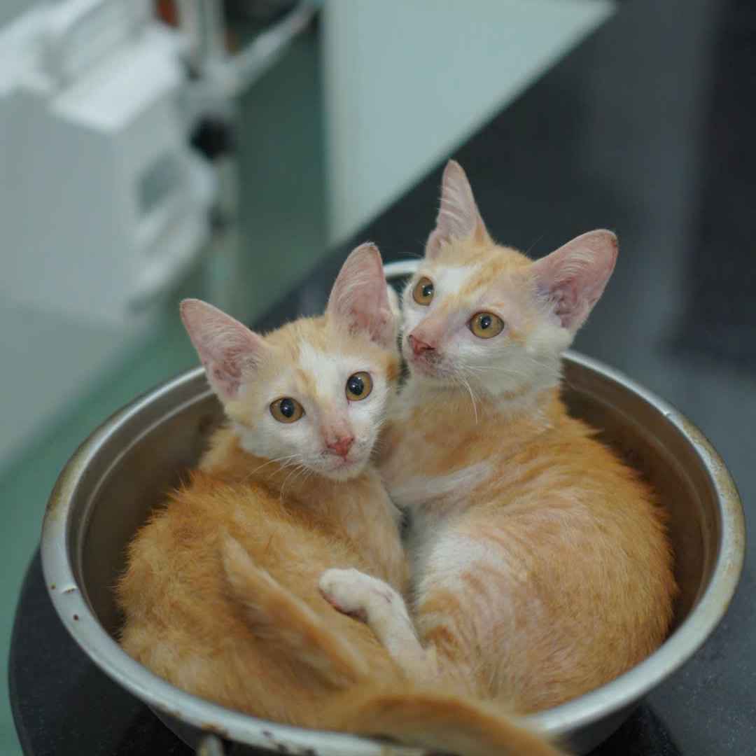 Tặng 2 em mèo siêu đang yêu image 0