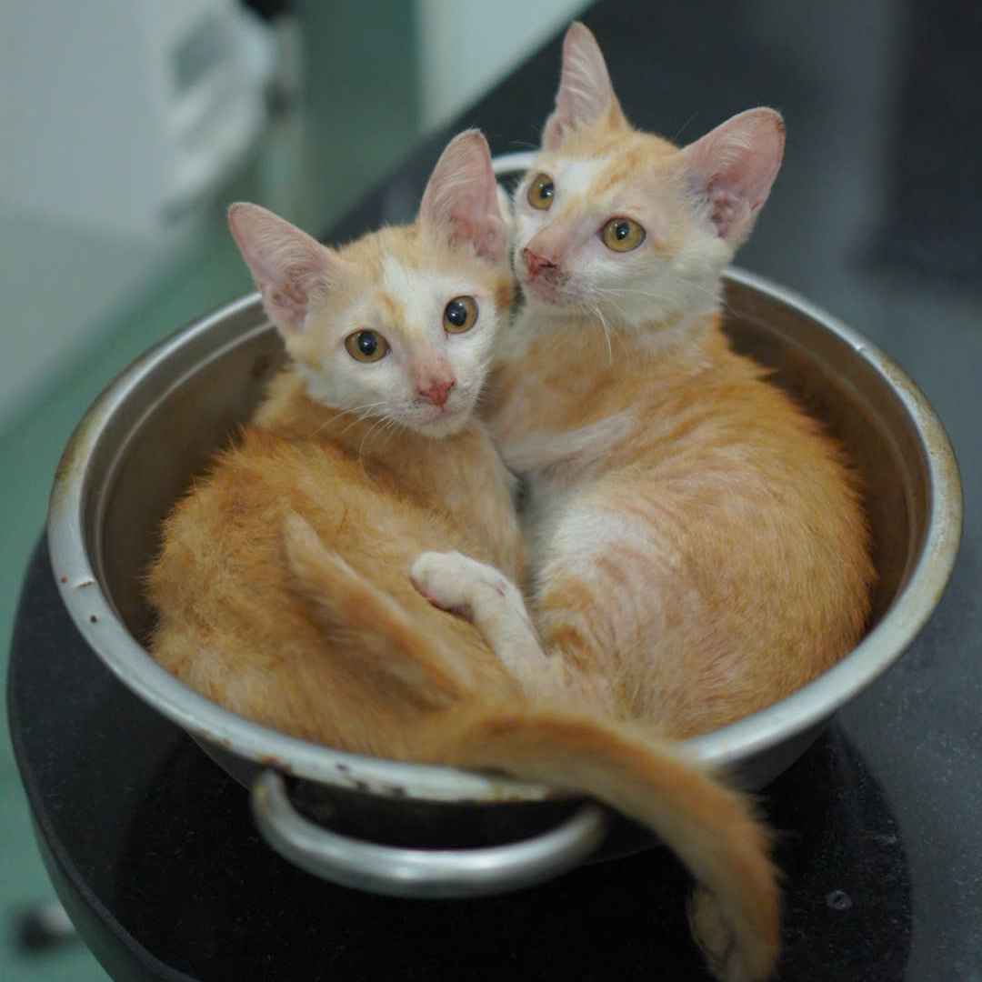Tặng 2 em mèo siêu đang yêu image 1