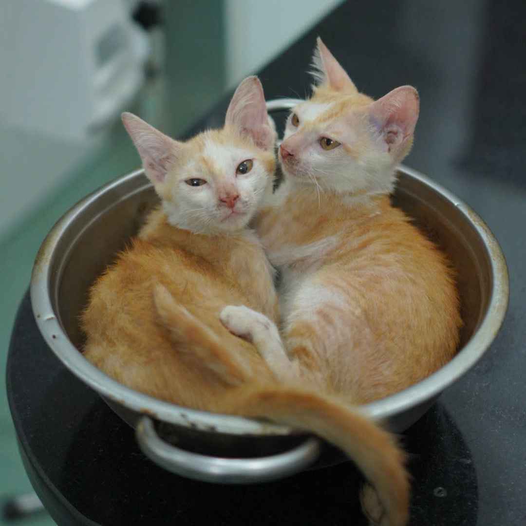Tặng 2 em mèo siêu đang yêu image 3
