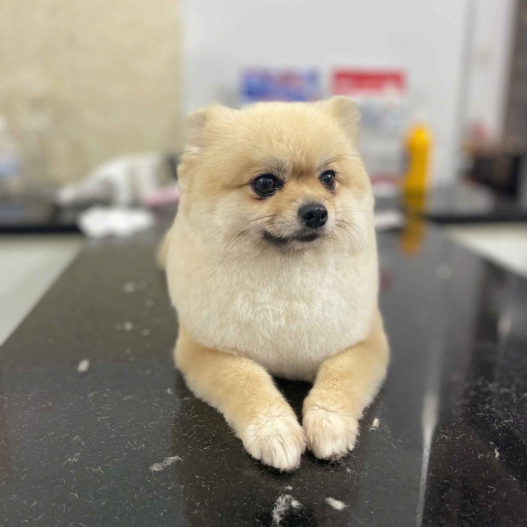 Bé Pam siêu đáng yêu image 0