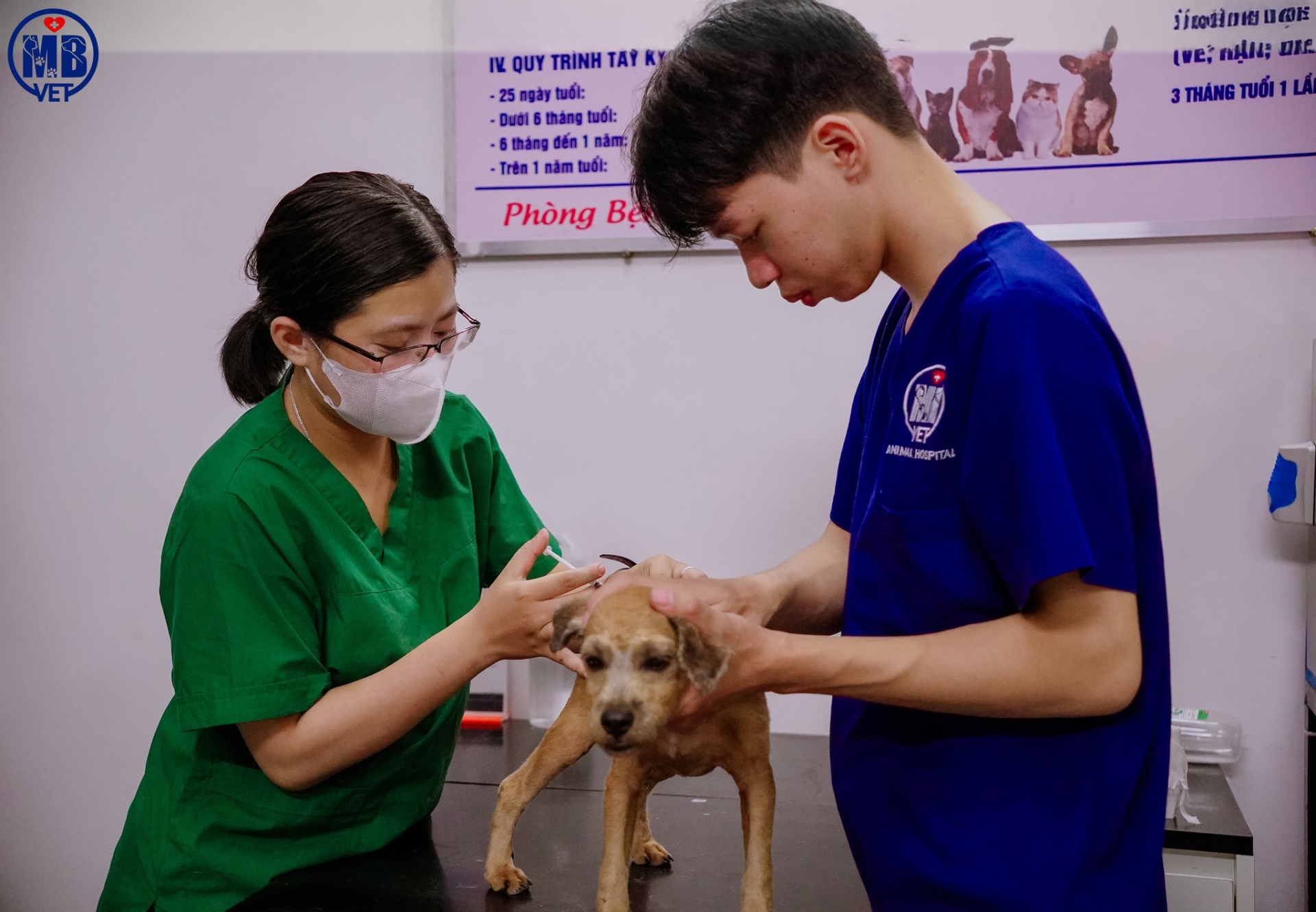 Ảnh bìa của bài viết Tiêm vaccine thú y tại Huế – Đảm bảo sức khỏe thú cưng từ mũi tiêm đầu tiên 