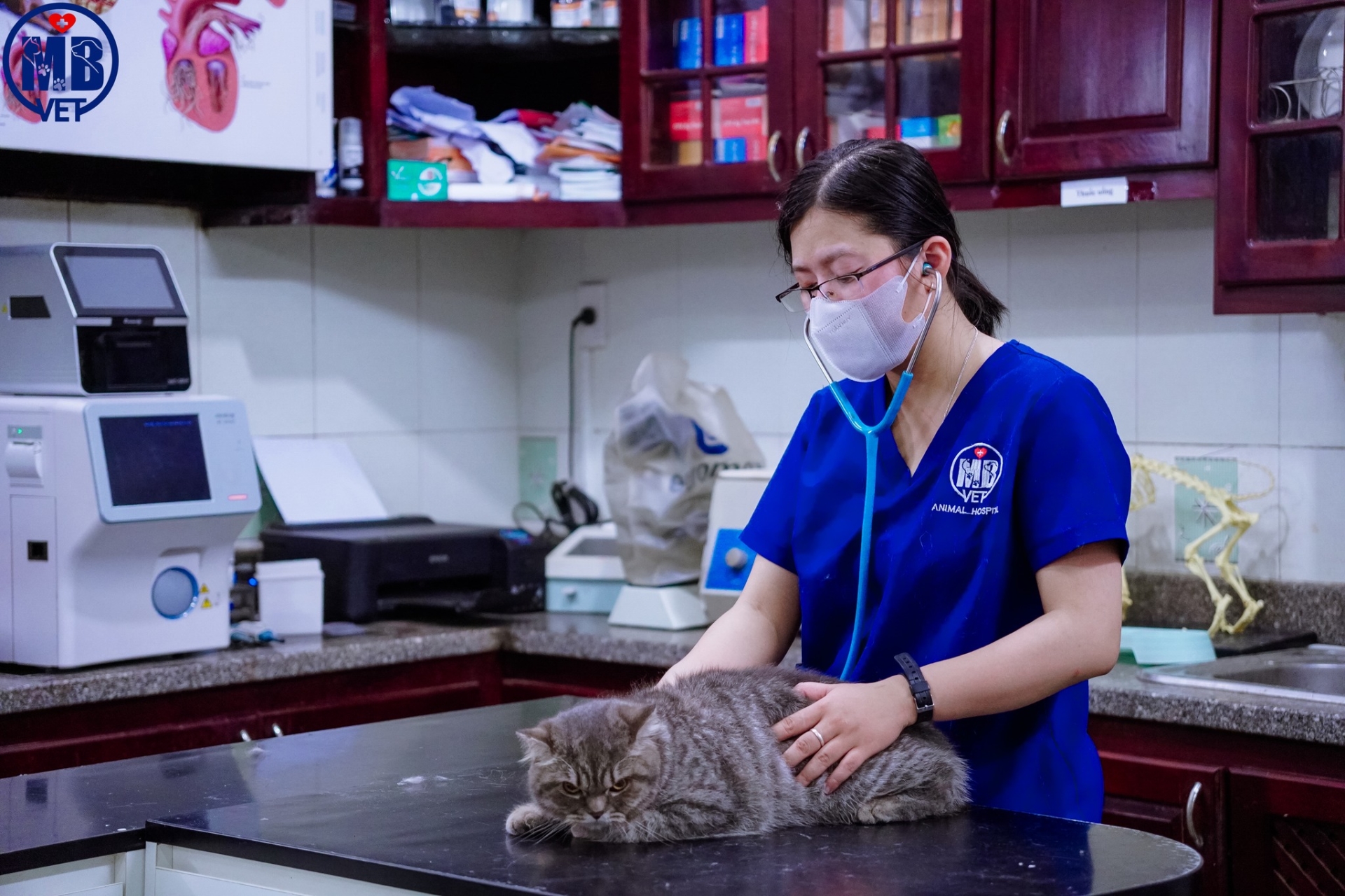Ảnh bìa của bài viết Cảnh báo bệnh viêm phổi ở thú cưng – MB VET Huế chia sẻ dấu hiệu nhận biết và hướng điều trị hiệu quả 