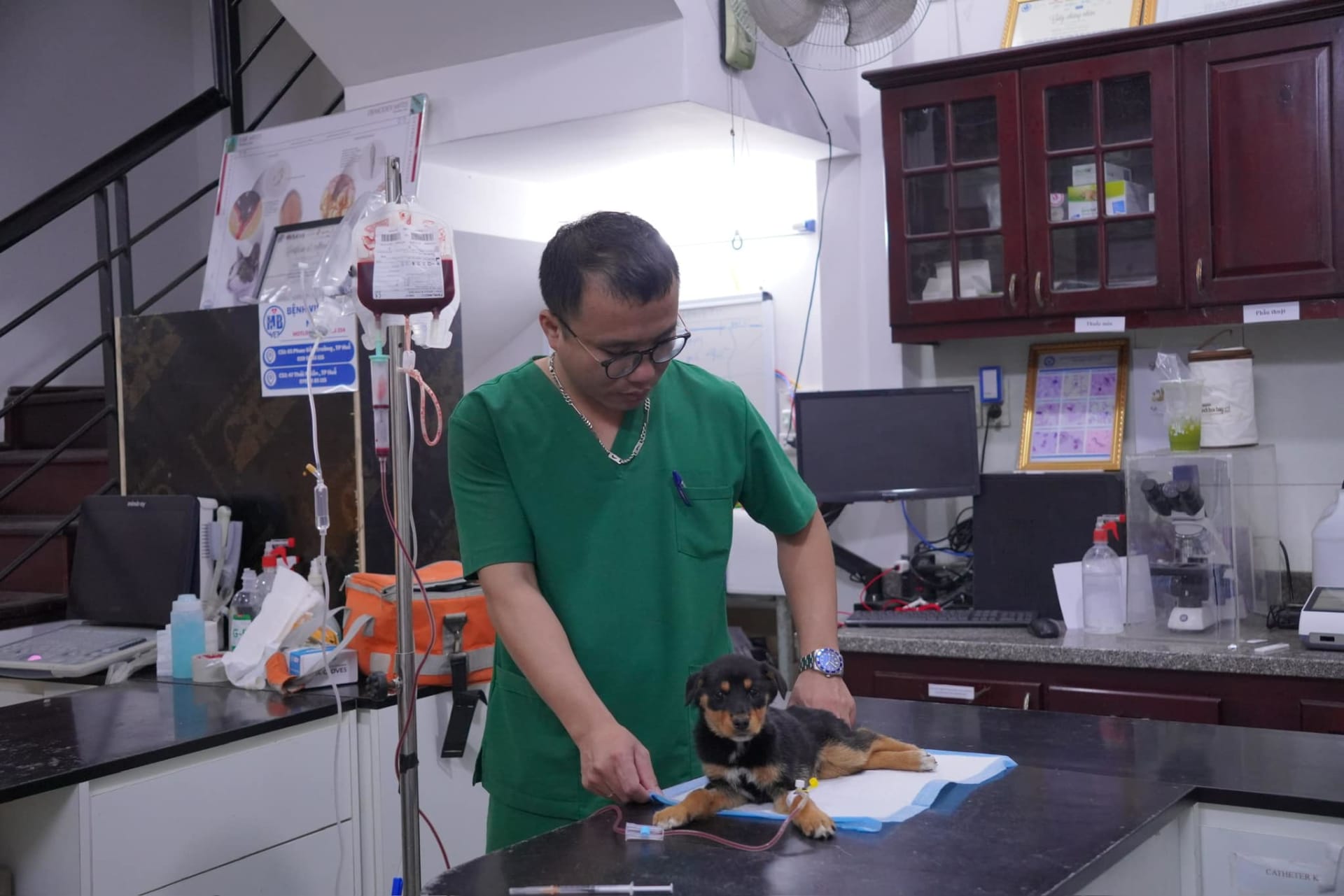 Ảnh bìa của bài viết Cảnh giác với bệnh ký sinh trùng máu ở thú cưng – Vai trò của truyền máu trong điều trị 