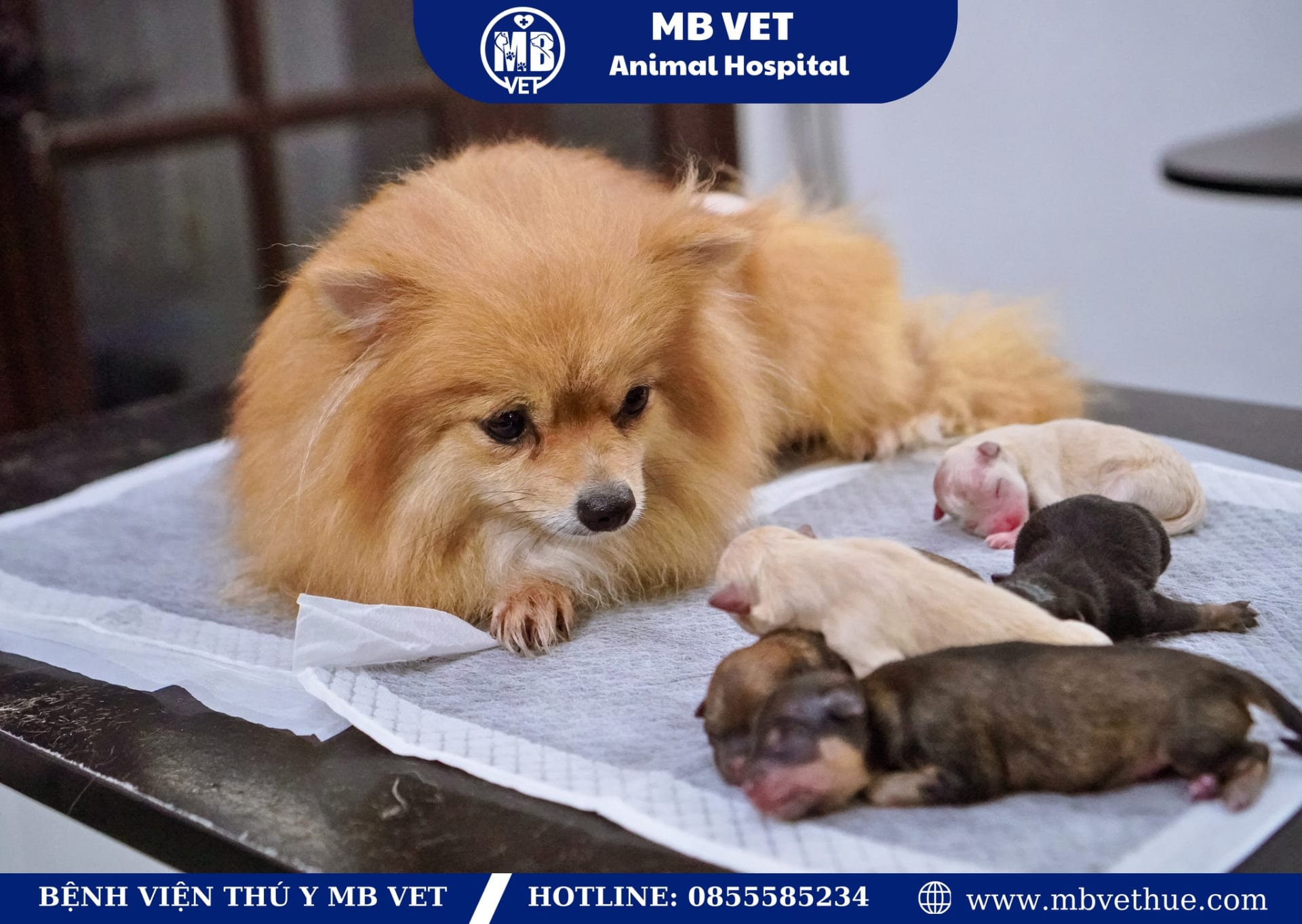 Ảnh bìa của bài viết Kiến thức đỡ đẻ cho thú cưng – Cẩm nang cần thiết cho bác sĩ và chủ nuôi 