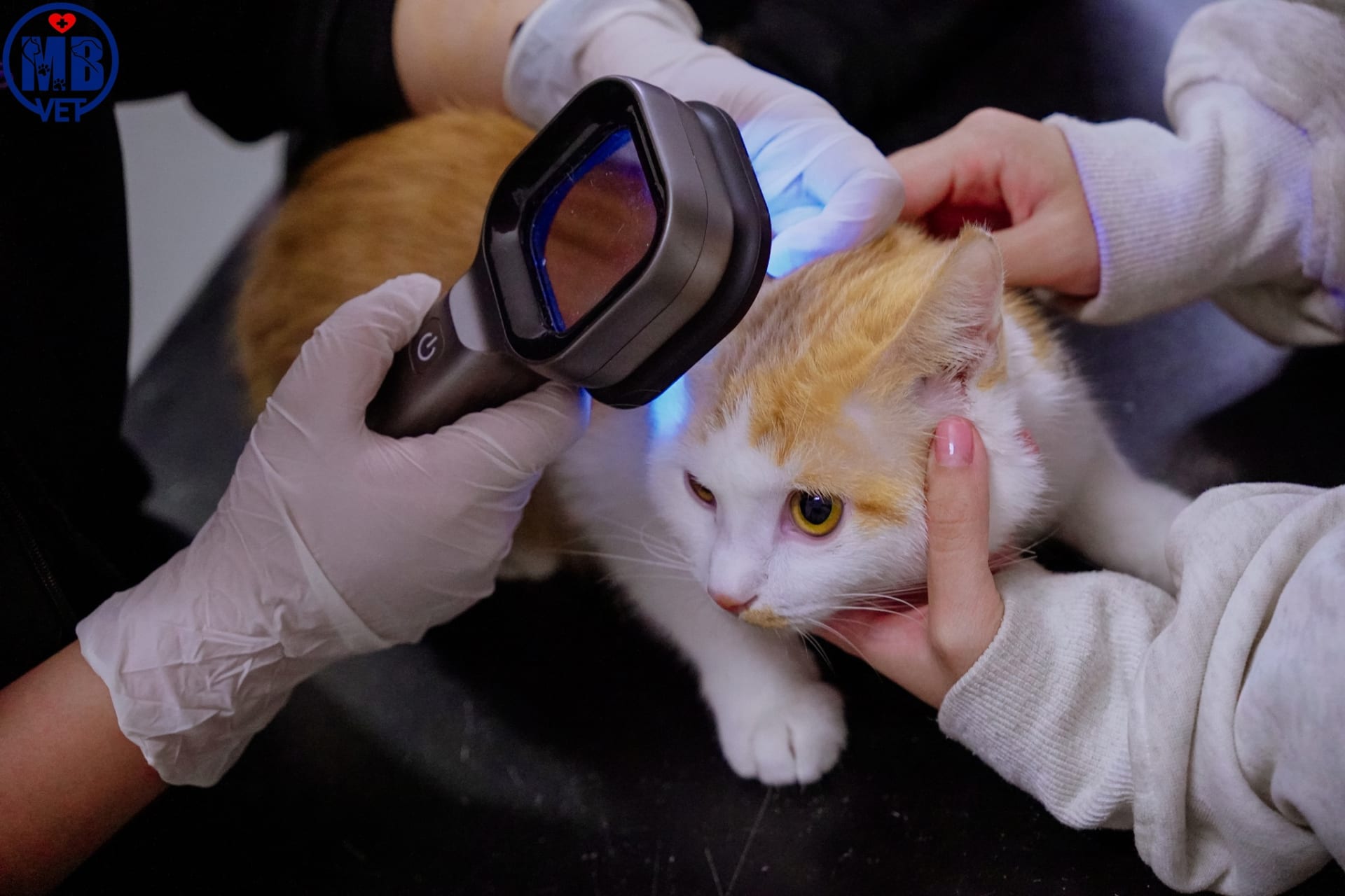 Ảnh bìa của bài viết Cách trị nấm da ở chó mèo – Giải pháp toàn diện tại MB VET Huế 