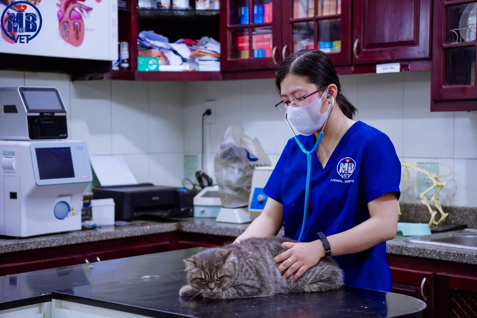 Ảnh bìa của bài viết Cảnh báo bệnh viêm phổi ở thú cưng – MB VET Huế chia sẻ dấu hiệu nhận biết và hướng điều trị hiệu quả 