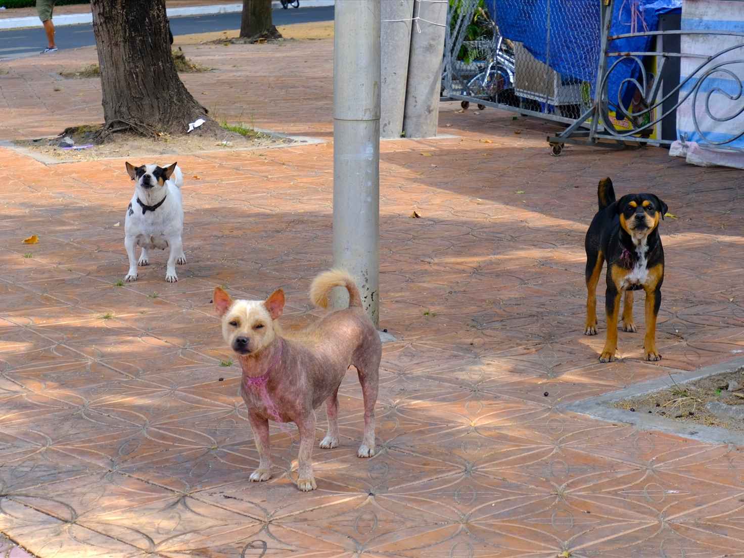 Ảnh bìa của bài viết Từ Ngày 1-8, phạt đến 2 triệu nếu dắt chó ra đường không rọ mõm