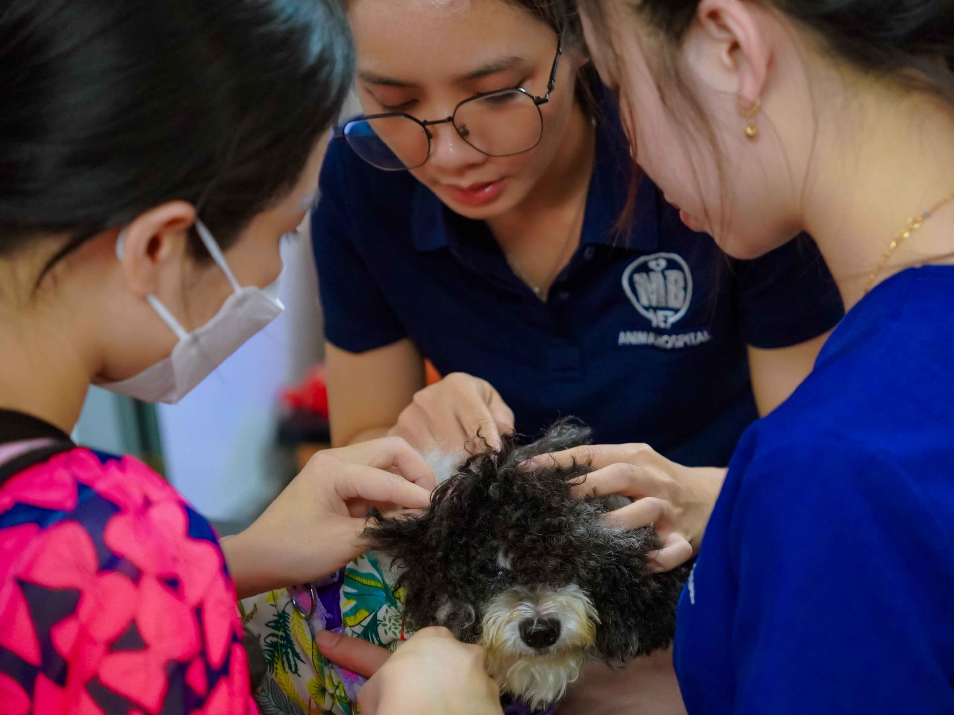 Ảnh bìa của bài viết Điều trị viêm tai cho chó mèo tại Huế – MB Vet
