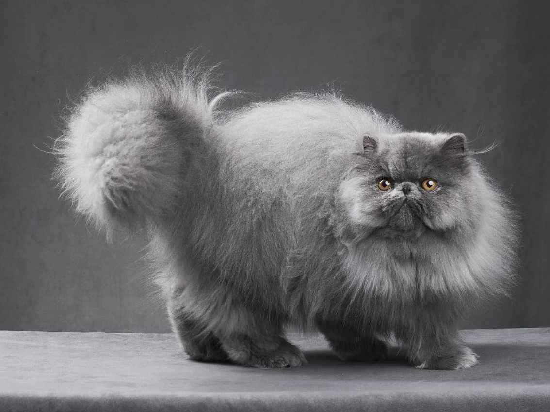 Ảnh bìa của bài viết Mách bạn cách giảm cân cho mèo an toàn, hiệu quả Tại MB VET