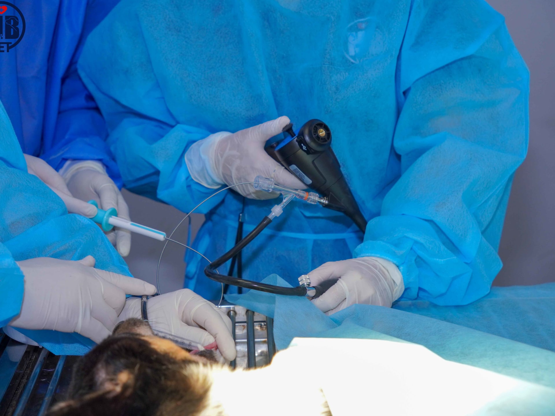 Ảnh bìa của bài viết Nội soi chó mèo tại Huế – Giải pháp chẩn đoán chính xác tại MB Vet Huế