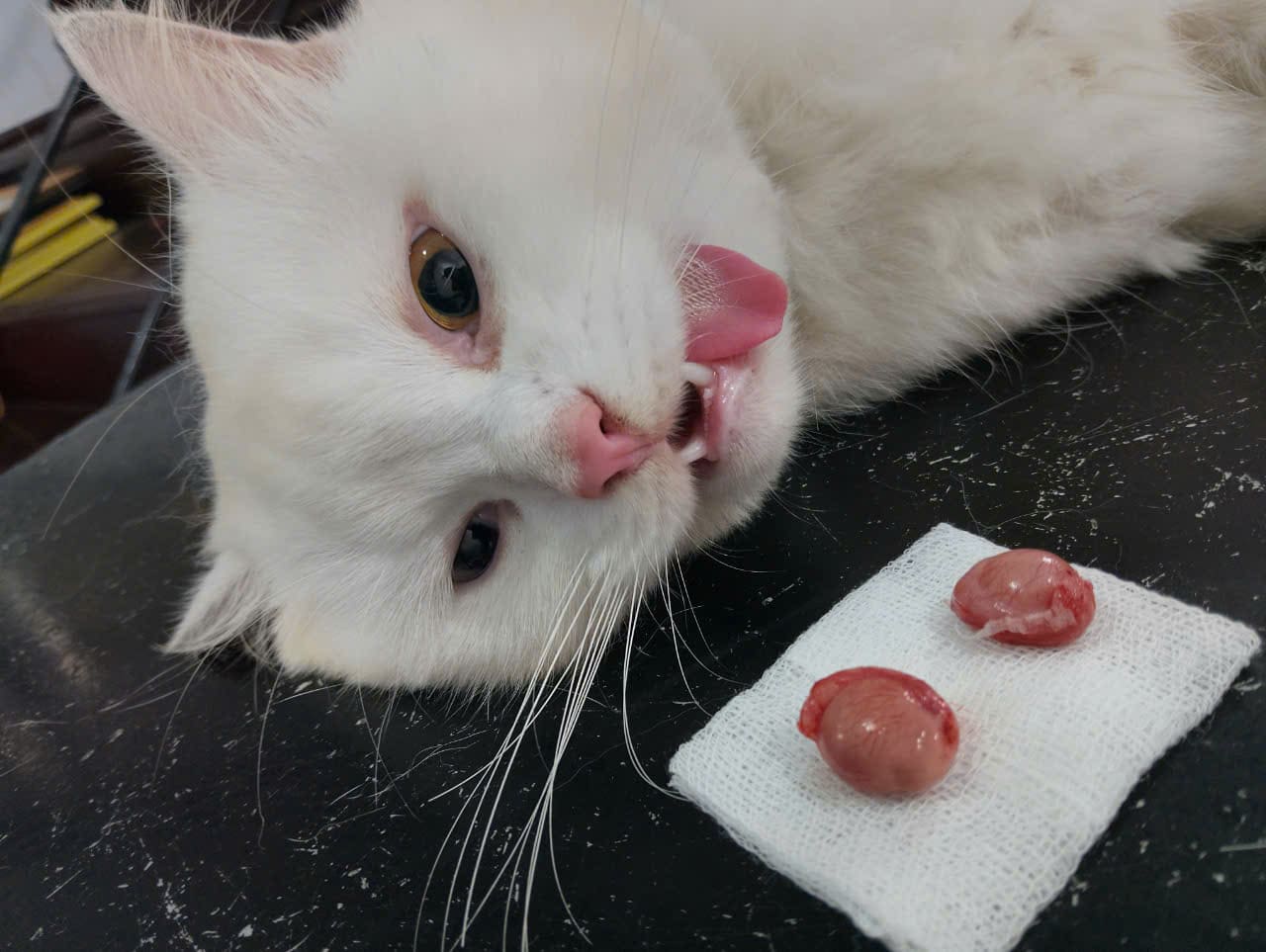 Ảnh bìa của bài viết Thiến mèo tại Huế – Lợi ích và dịch vụ an toàn tại MB Vet