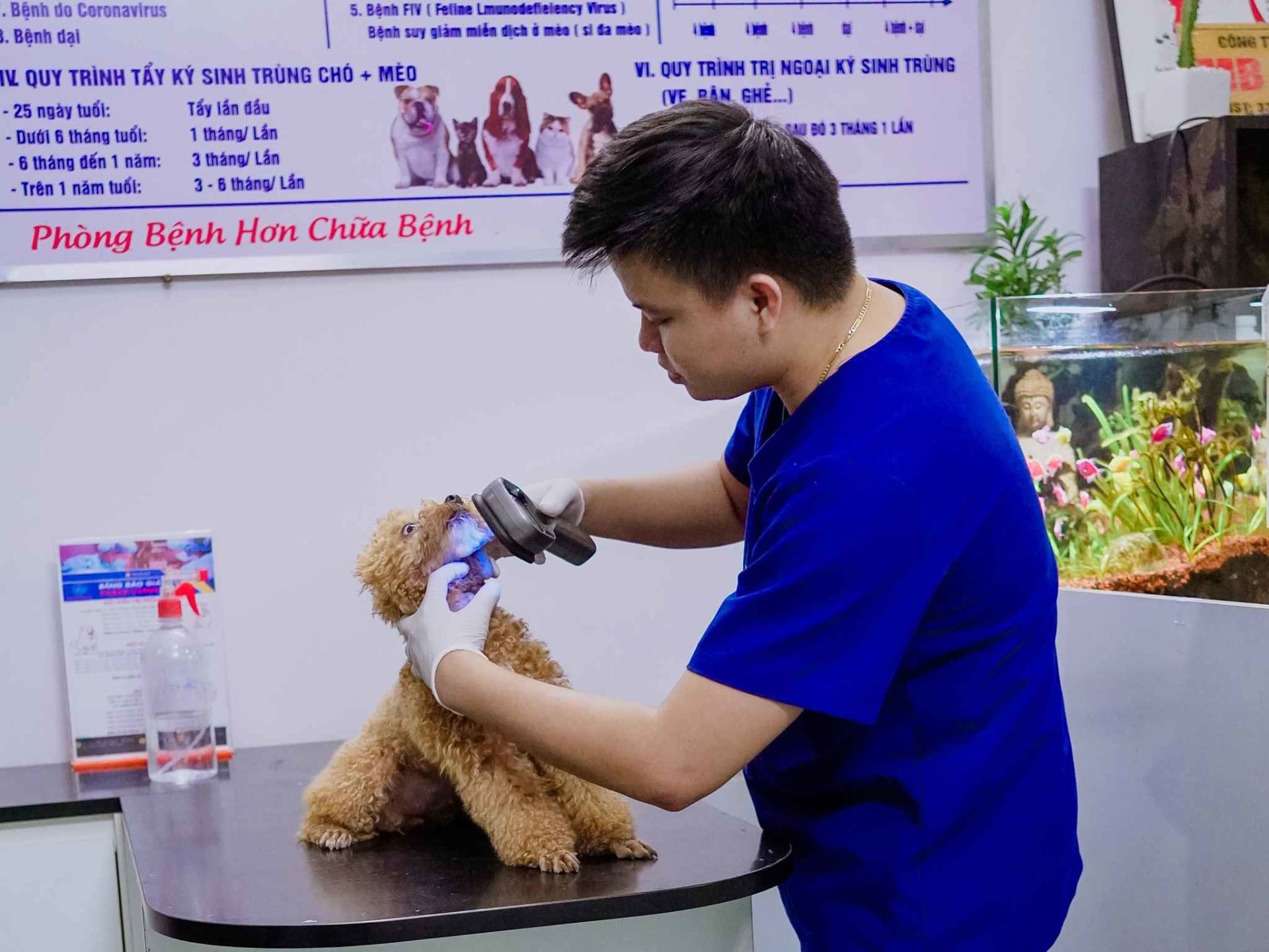 Ảnh bìa của bài viết Điều trị nấm da ở mèo tại Huế – MB Vet