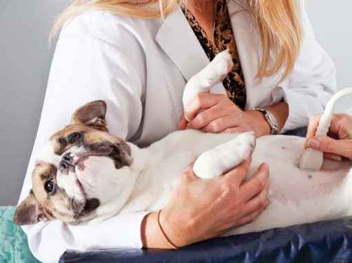 Ảnh bìa của bài viết Bảng giá khám thú y gần đây tại Thành Phố Huế