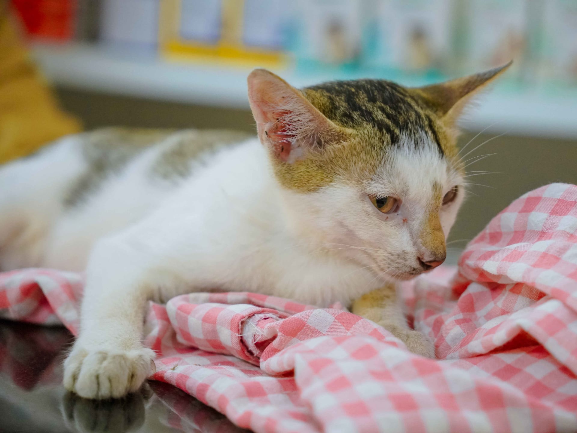 Ảnh bìa của bài viết Bé mèo Lượm – Nhập viện tại MB Vet vì giảm bạch cầu