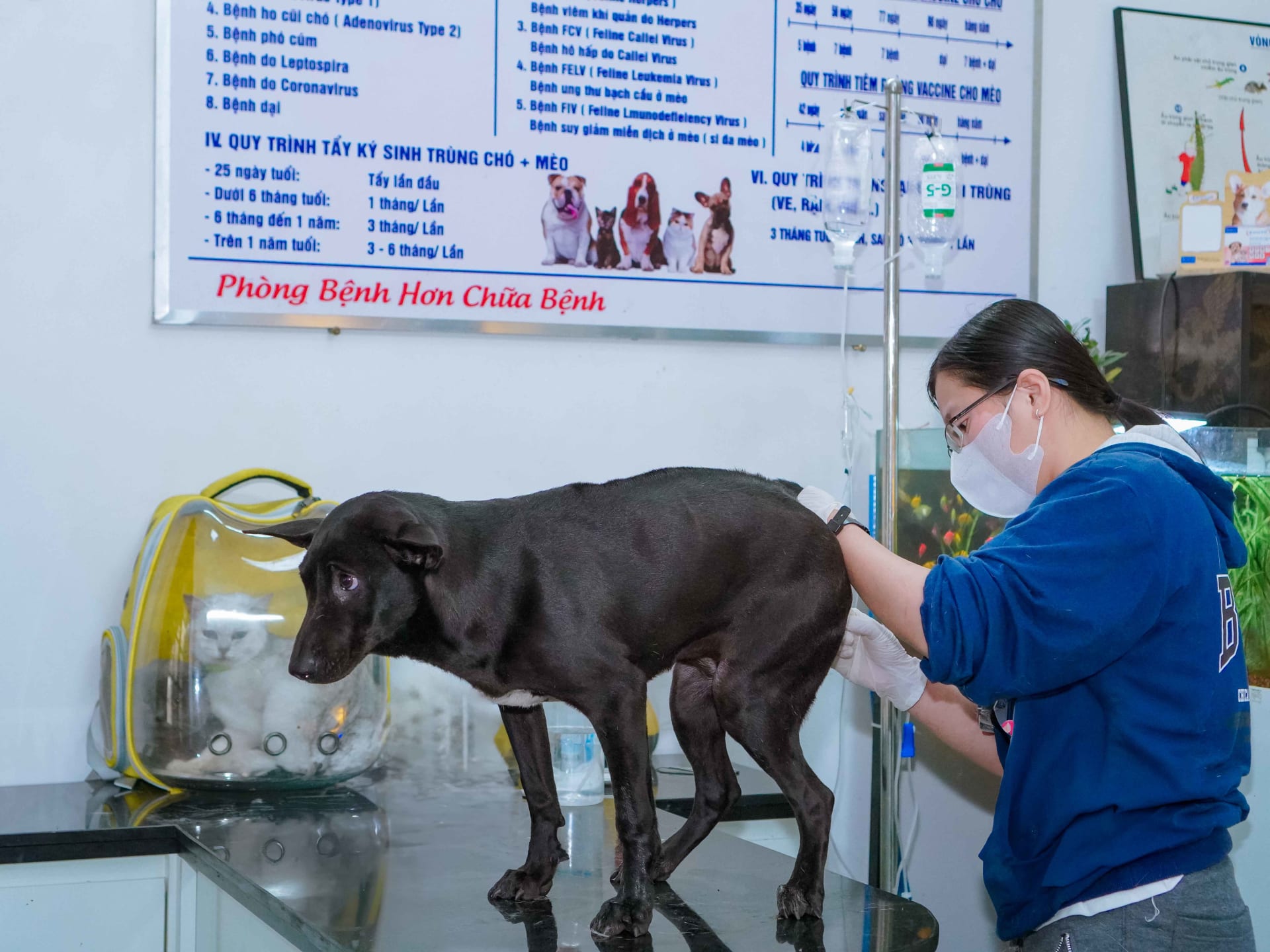 Ảnh bìa của bài viết Khám và điều trị bệnh tiêu hóa cho chó mèo tại Huế – MB Vet