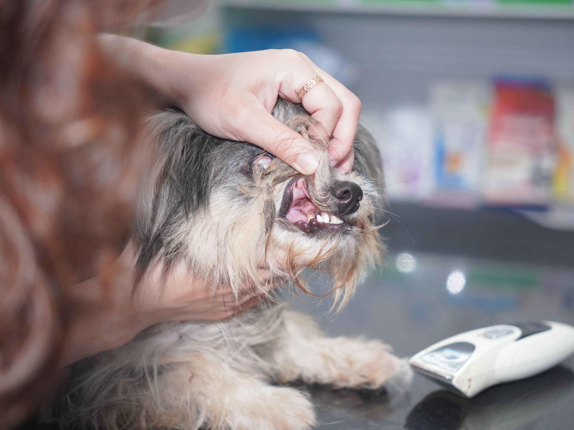 Ảnh bìa của bài viết Quy Trình Khám Tại MB VET Huế Chuyên Nghiệp, Bài Bản, An Toàn Cho Thú Cưng
