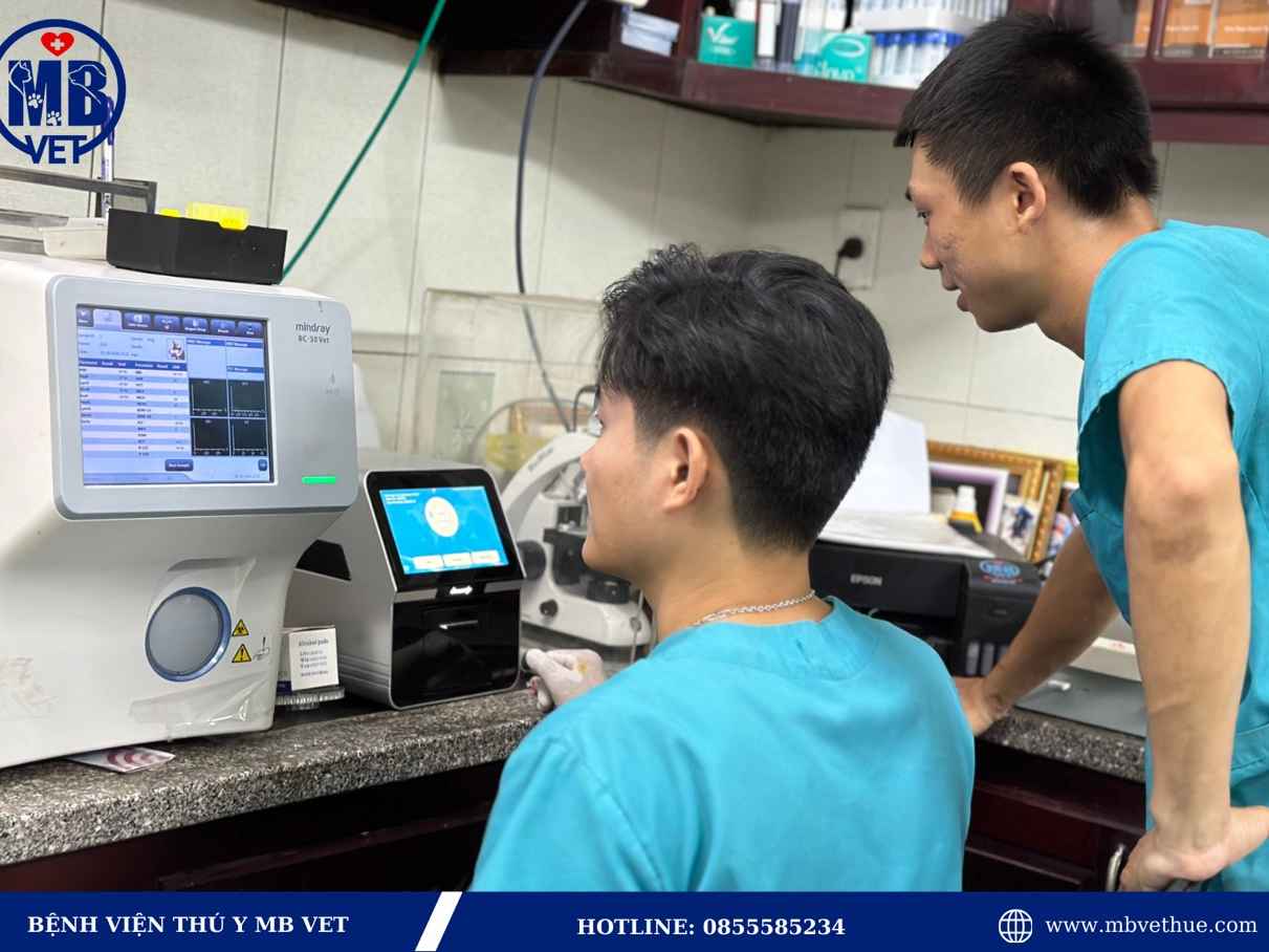 Ảnh bìa của bài viết Bệnh viện thú y ở Huế - MB VET HUẾ