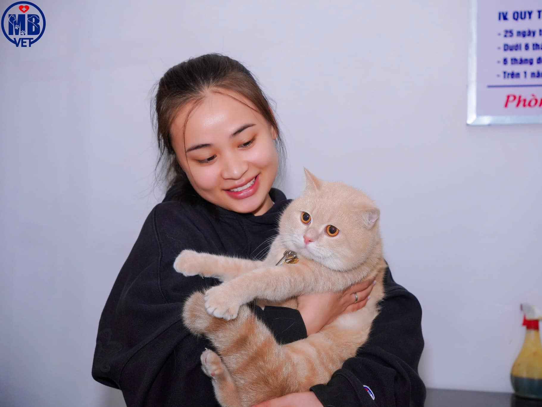 Ảnh bìa của bài viết Triệt sản mèo ở Huế – Lợi ích và địa chỉ uy tín tại MB Vet