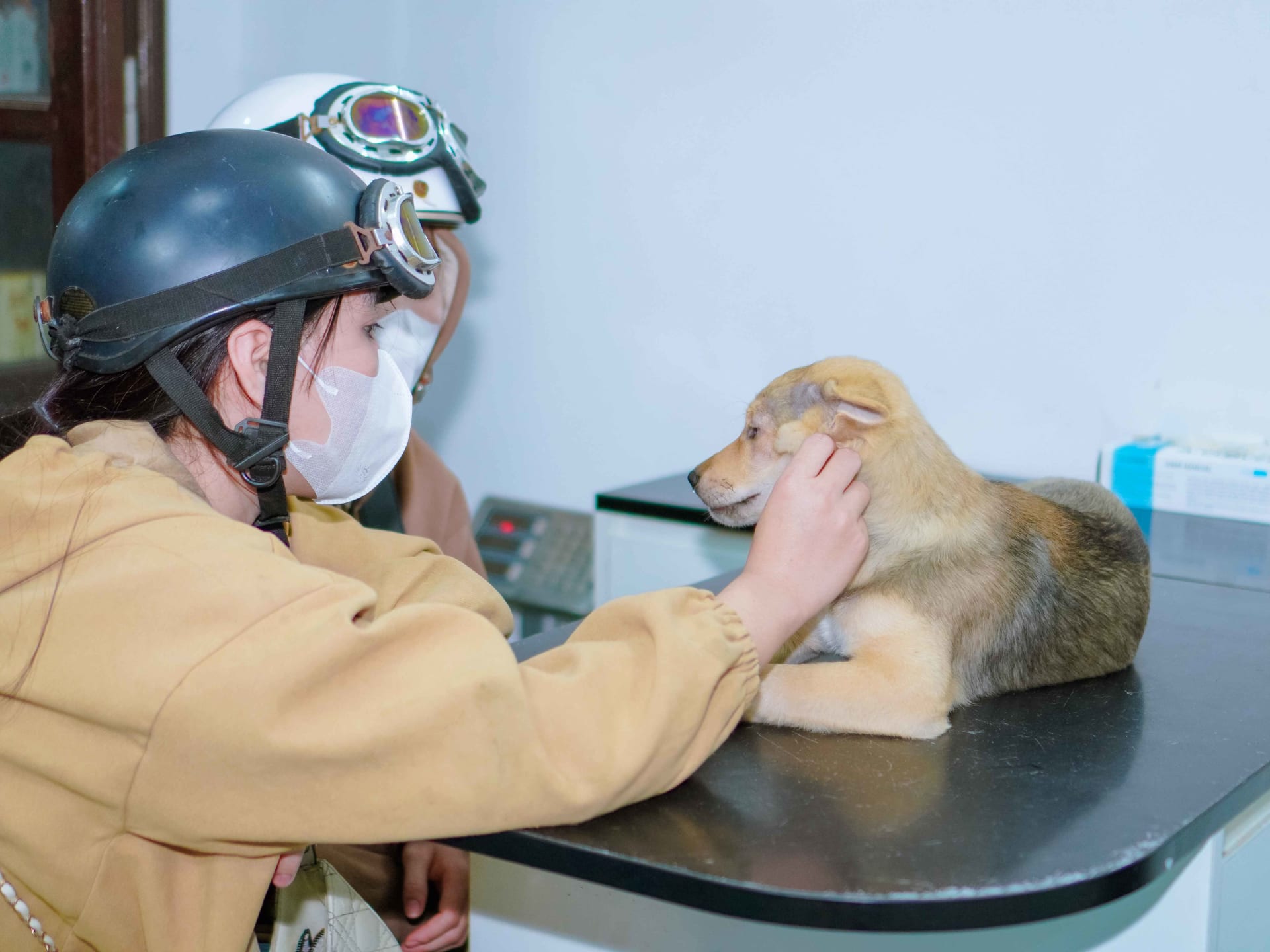 Ảnh bìa của bài viết Có nên tiêm thuốc tránh thai cho chó mèo không? Bác sĩ thú y nói gì?
