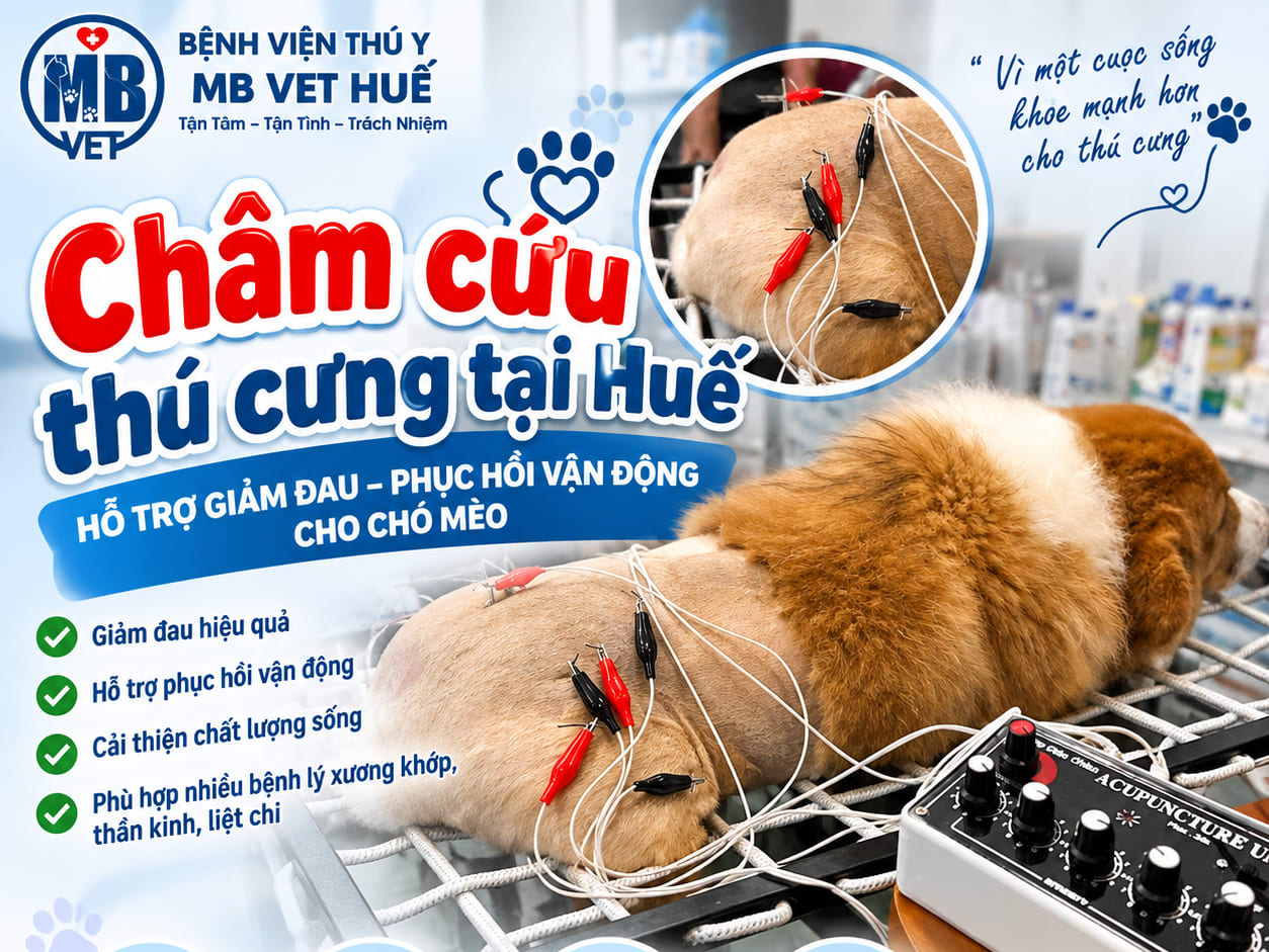 Ảnh bìa của bài viết Châm cứu thú cưng tại Huế – Hỗ trợ giảm đau, phục hồi vận động cho chó mèo