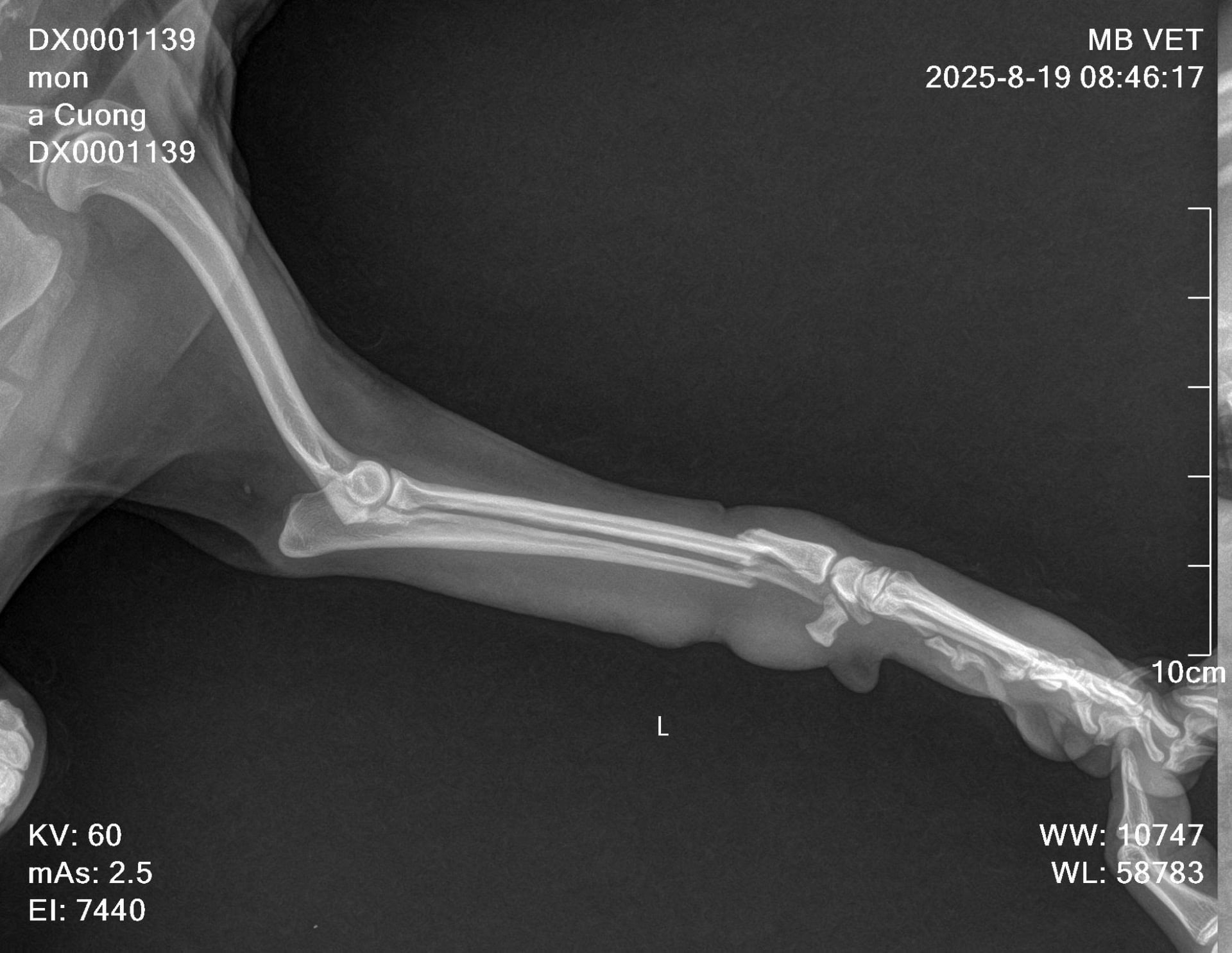 Ảnh bìa của bài viết Chấn thương chỉnh hình thú y tại MB Vet Huế: Giải pháp an toàn cho thú cưng gặp tai nạn