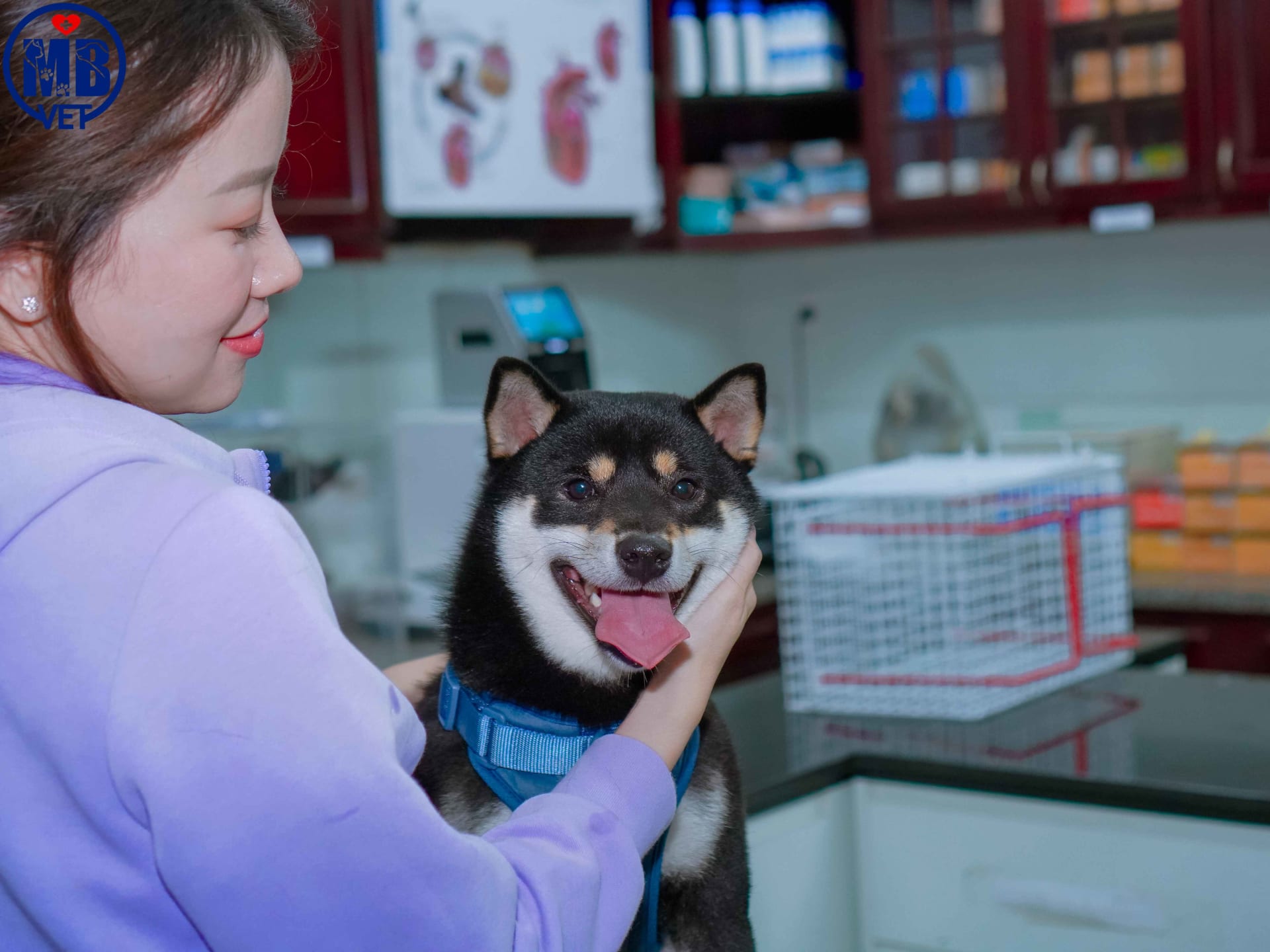 Ảnh bìa của bài viết Ký sinh trùng máu ở chó – Kẻ giết thầm lặng gây sốt, thiếu máu, tử vong nếu không phát hiện kịp