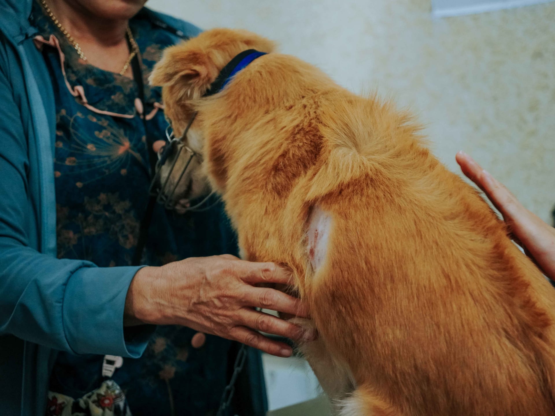 Ảnh bìa của bài viết Điều trị bệnh da liễu cho chó mèo tại Huế – MB Vet