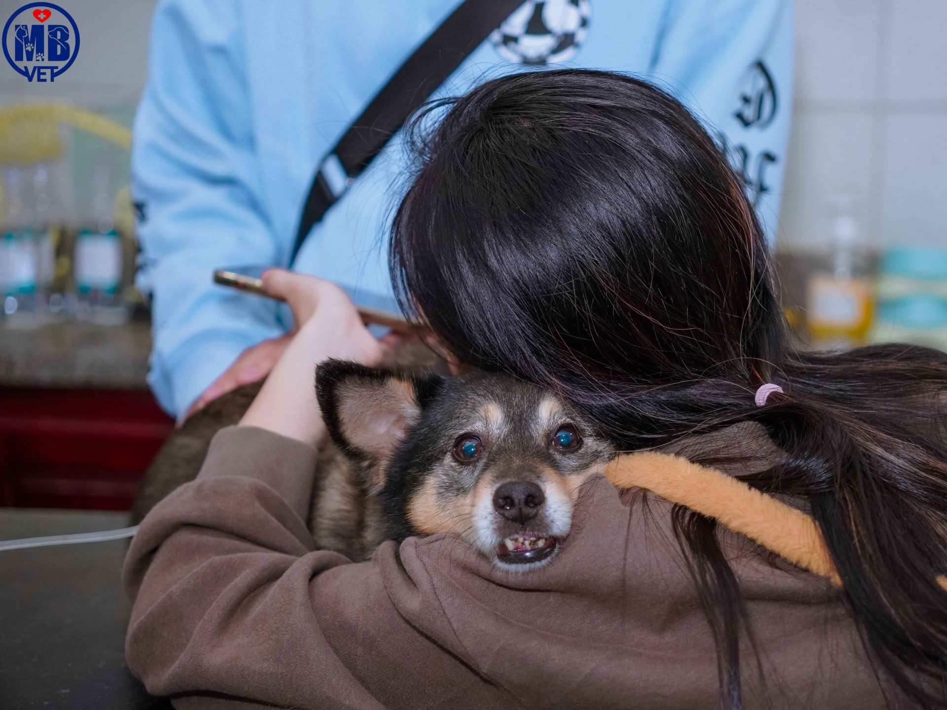 Ảnh bìa của bài viết Khám và điều trị bệnh hô hấp cho chó mèo tại Huế – MB Vet