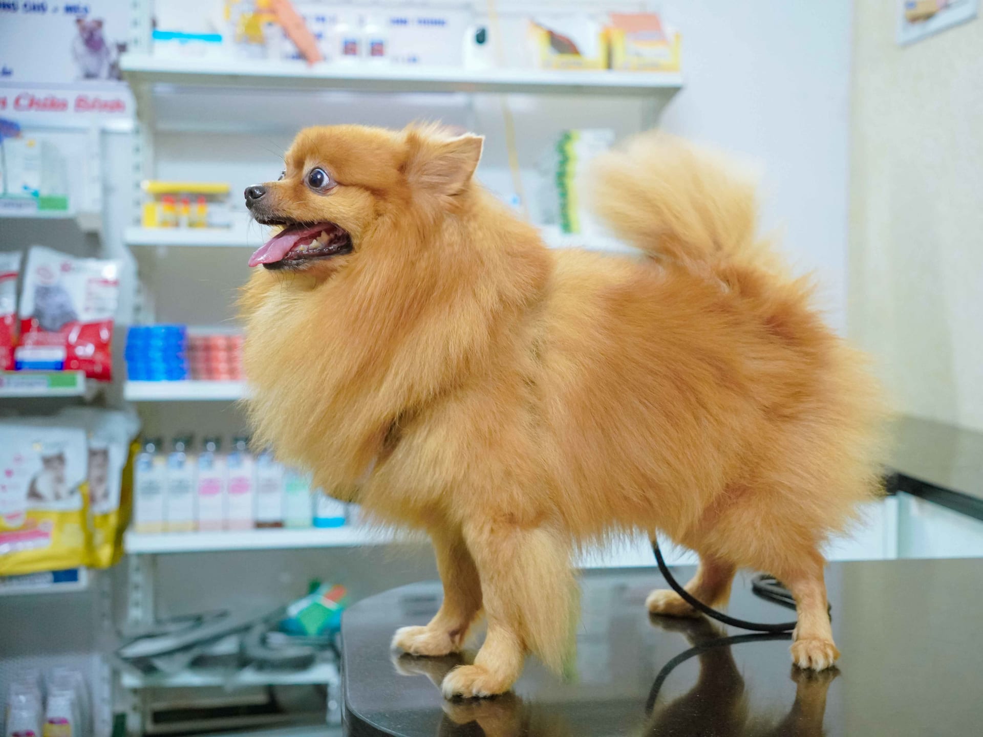 Ảnh bìa của bài viết Khám và điều trị bệnh đường tiêu hoá cho chó mèo tại MB Vet Huế