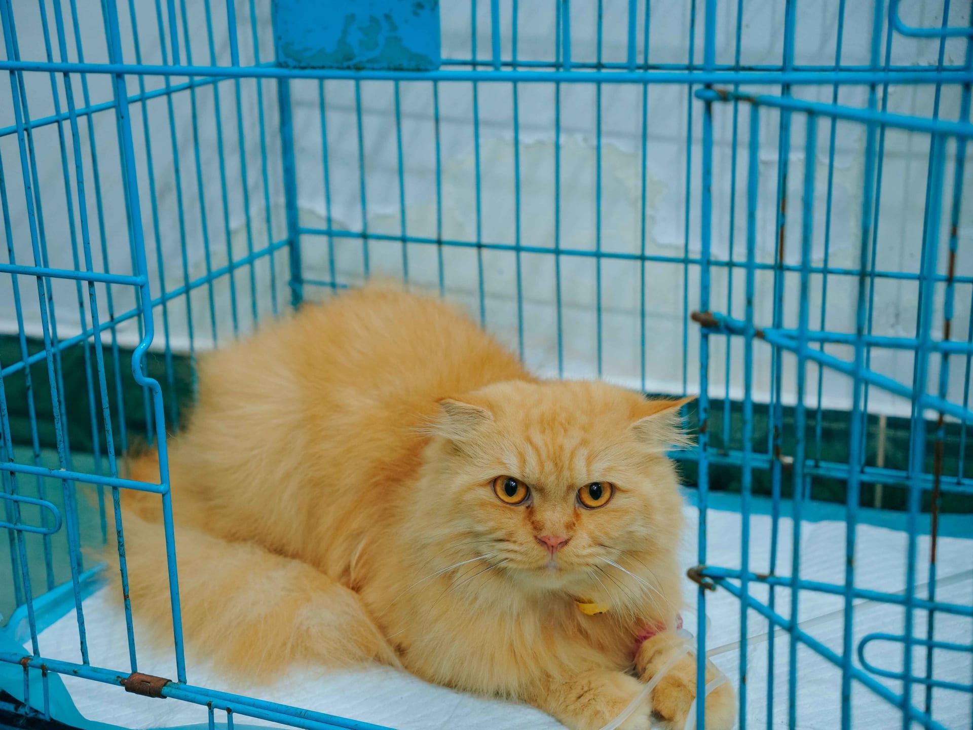 Ảnh bìa của bài viết Bài học từ câu chuyện bé mèo của chị Trang – Khi chế độ ăn sai lầm dẫn đến viêm tụy cấp