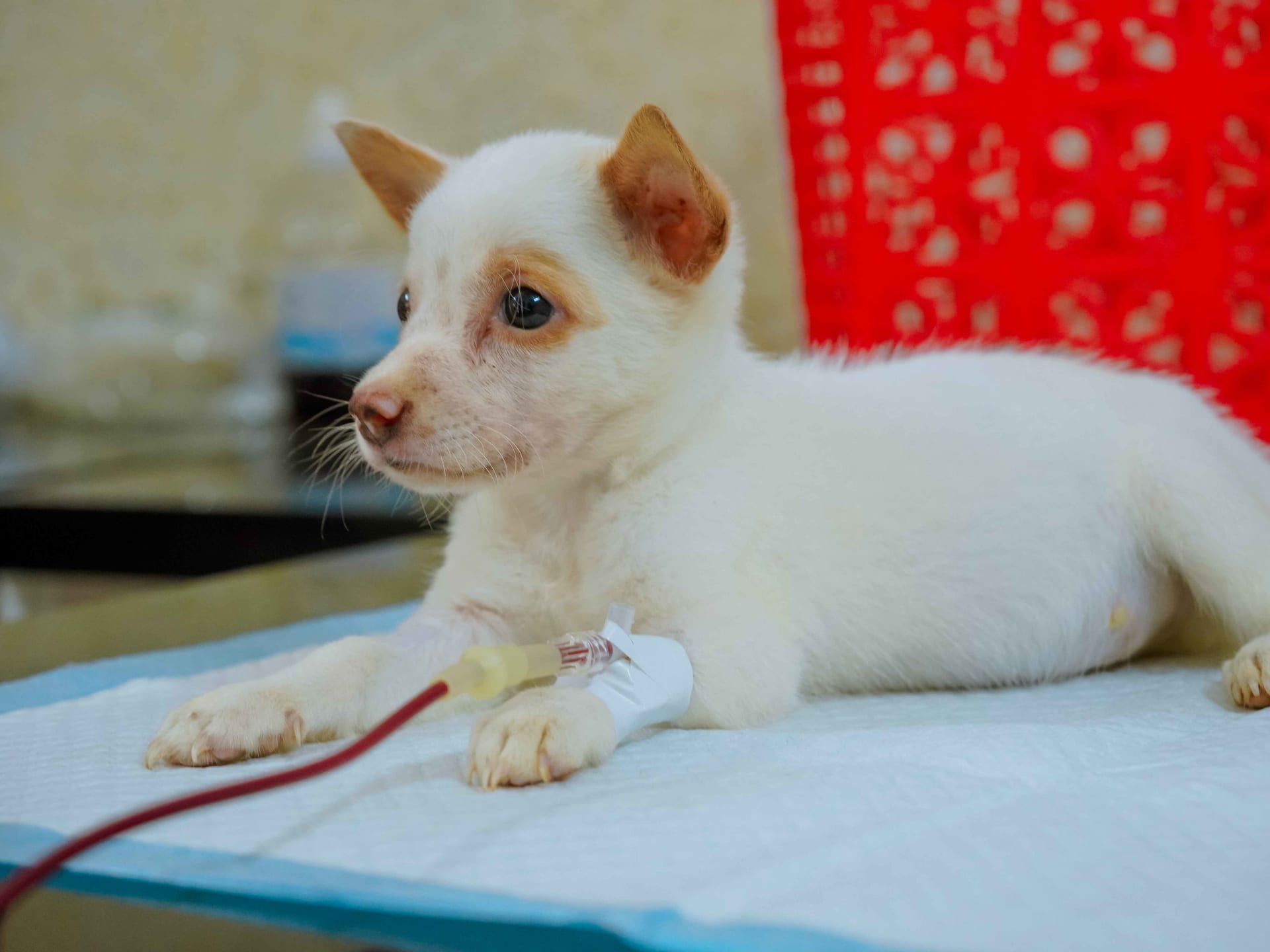Ảnh bìa của bài viết Case bệnh thực tế: “Anh Lucky – Người hùng hiến máu cứu sống 2 bé cún nhà mình